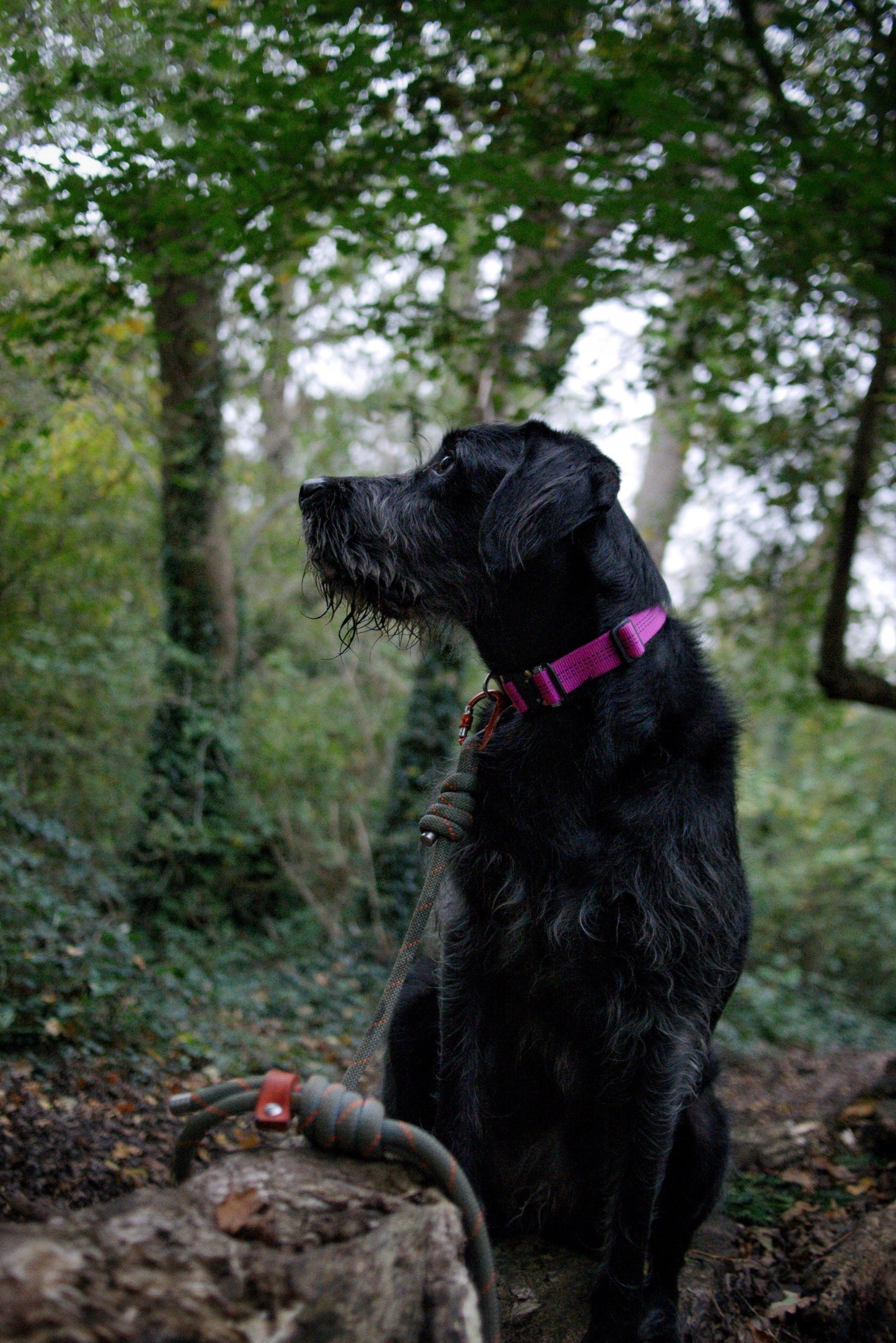 Re:Made Summit Dog Collar, Beal® Climbing Webbing | Pink & Silver