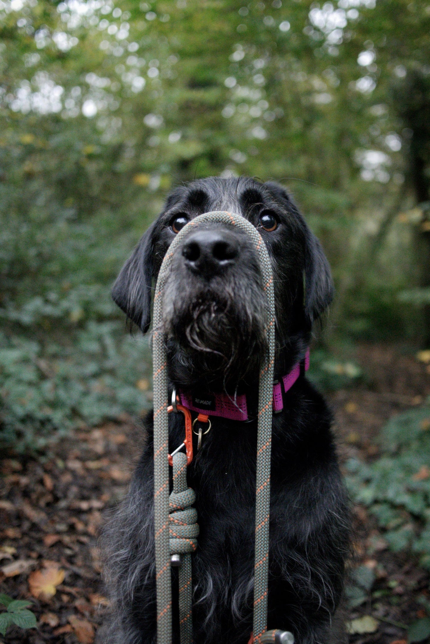 Re:Made Summit Dog Collar, Beal® Climbing Webbing | Pink & Silver