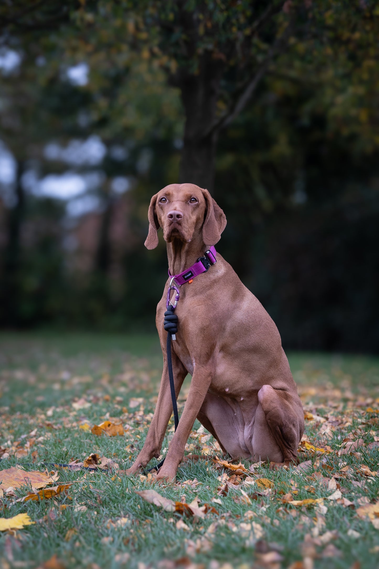 Re:Made Summit Dog Collar, Beal® Climbing Webbing | Pink & Silver