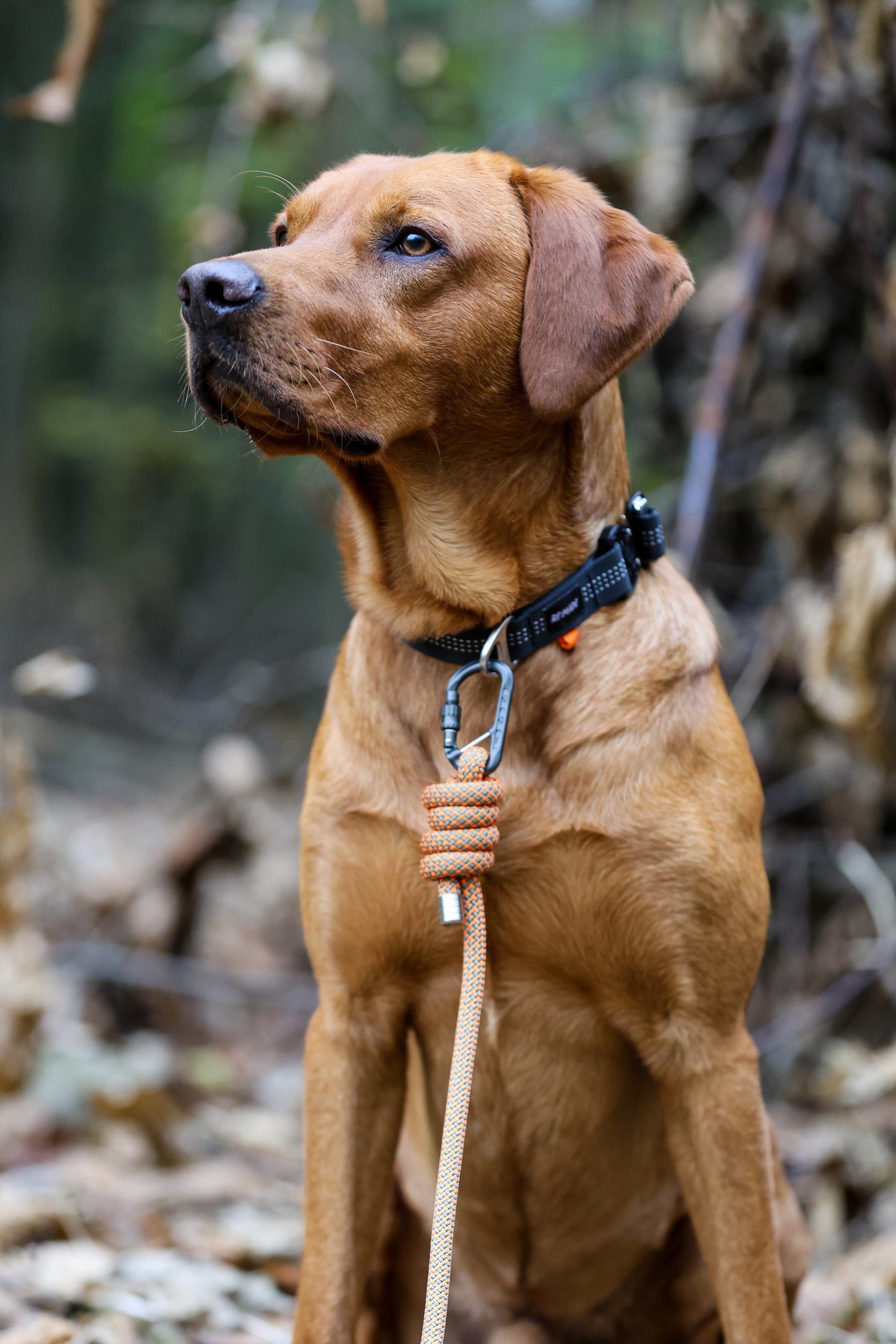 Re:Made Summit Dog Collar, Beal® Climbing Webbing | Green & Black