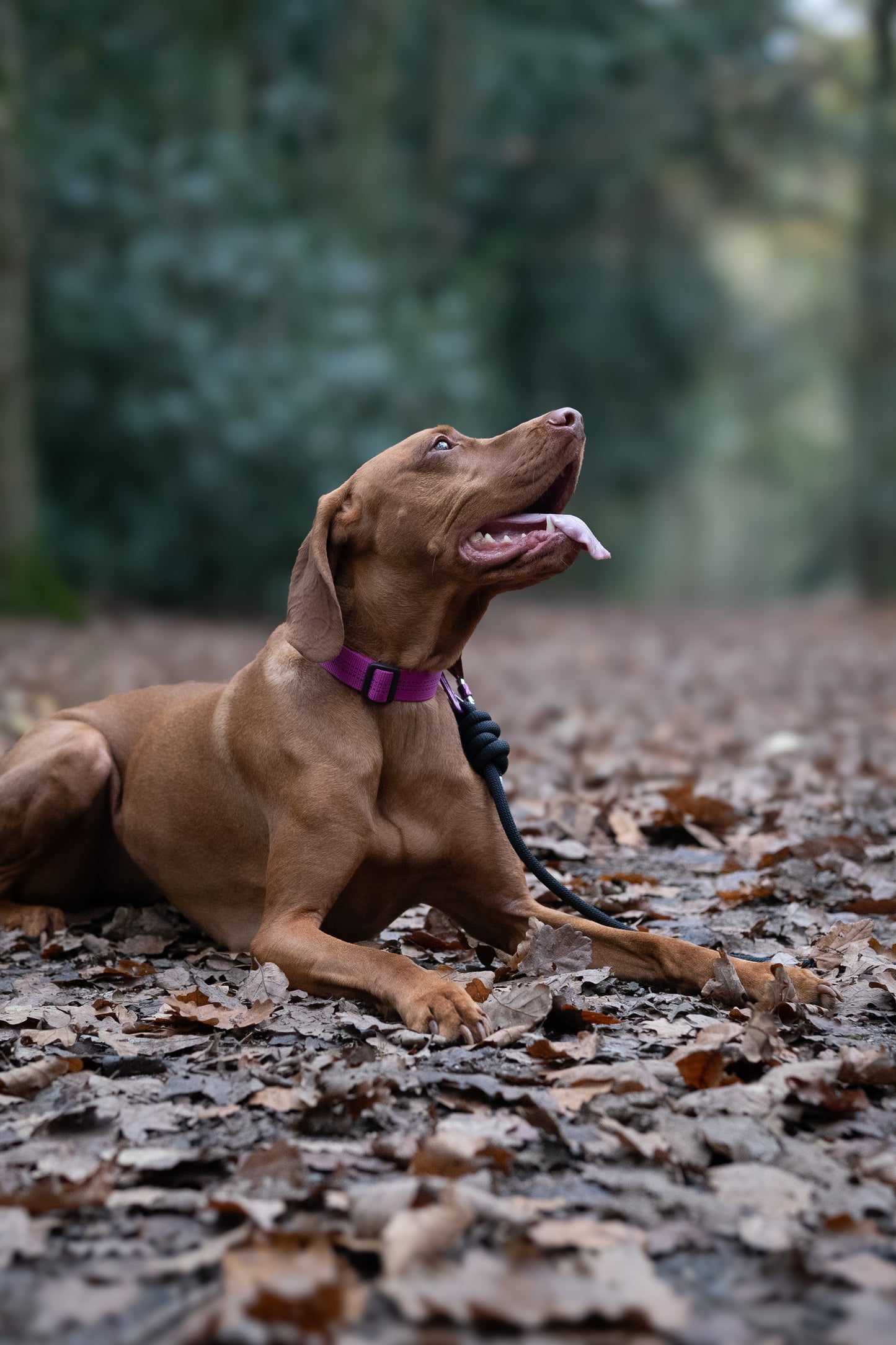 Re:Made Summit Dog Collar, Beal® Climbing Webbing | Pink & Silver