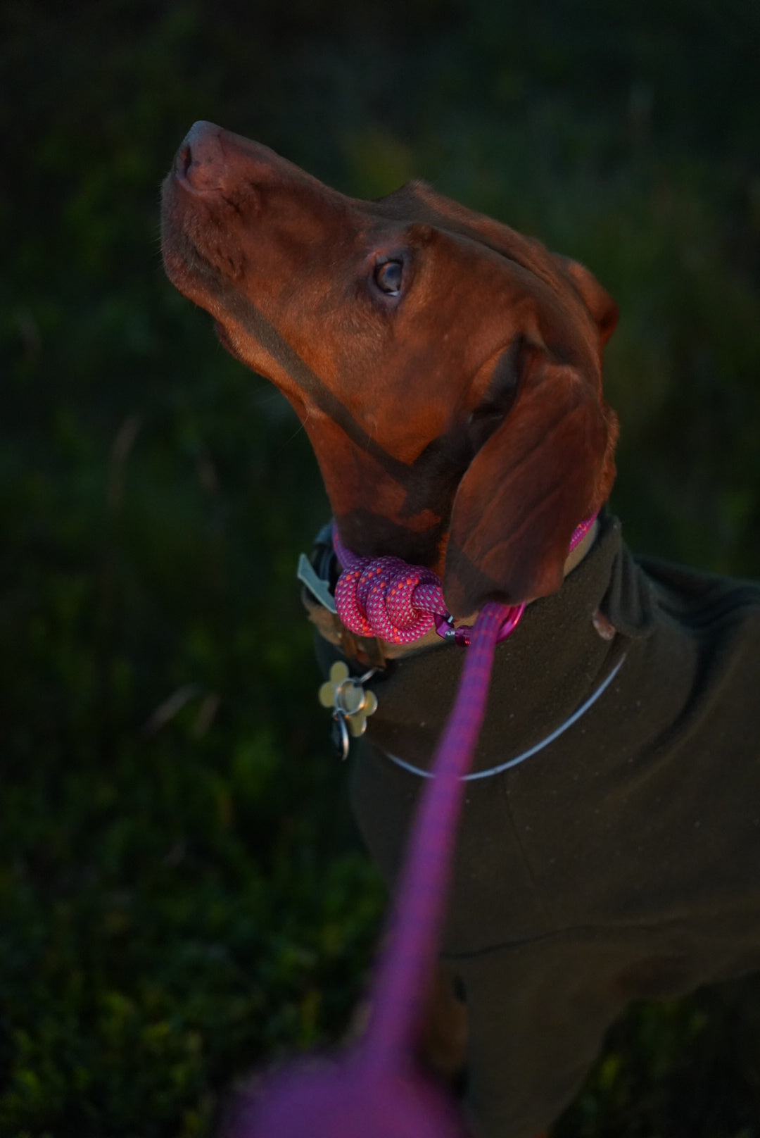 Himalayan Pink, Mammut® Climbing Rope Dog Lead