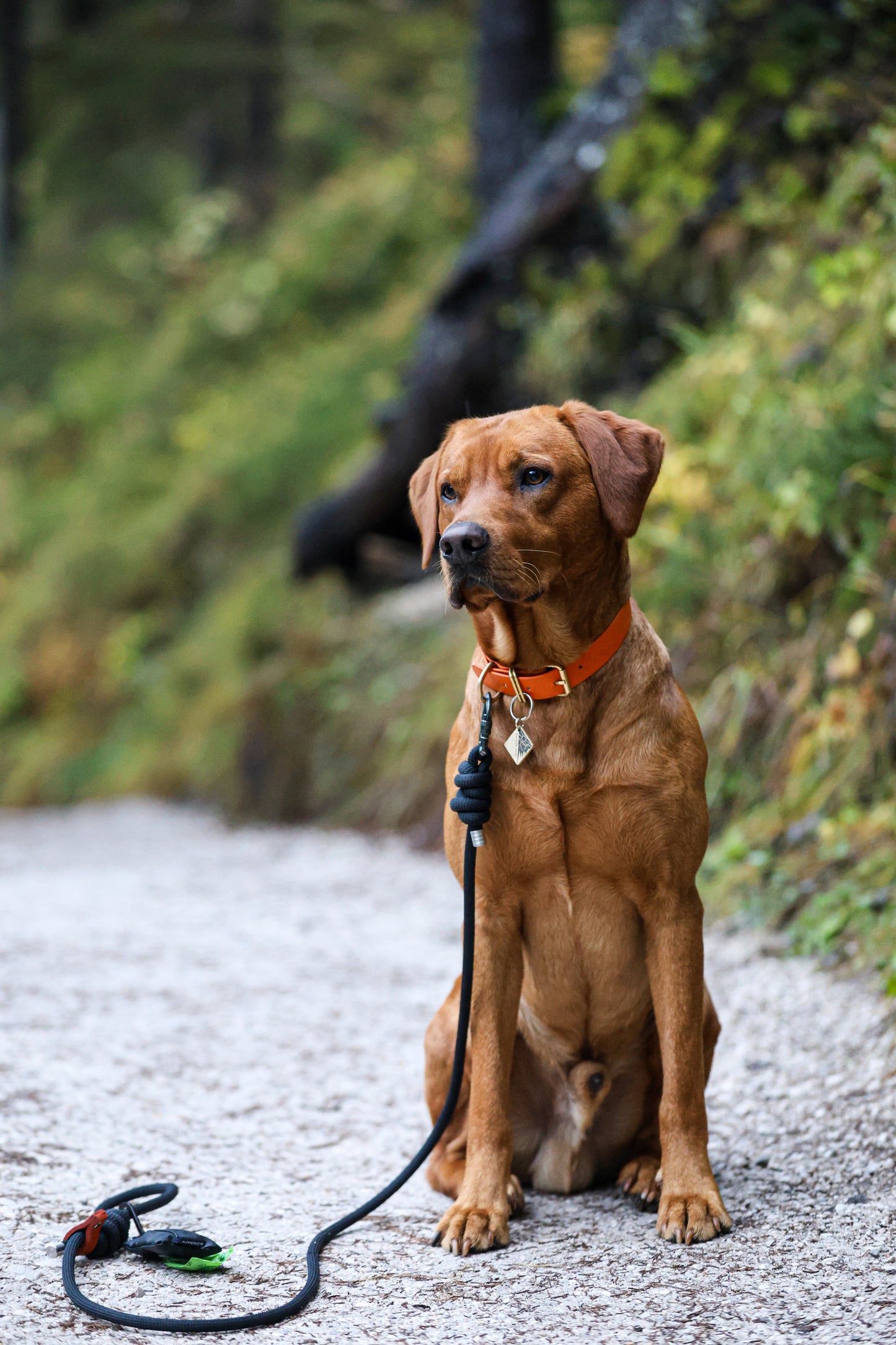 Midnight Black, Tendon® Climbing Rope Dog Lead