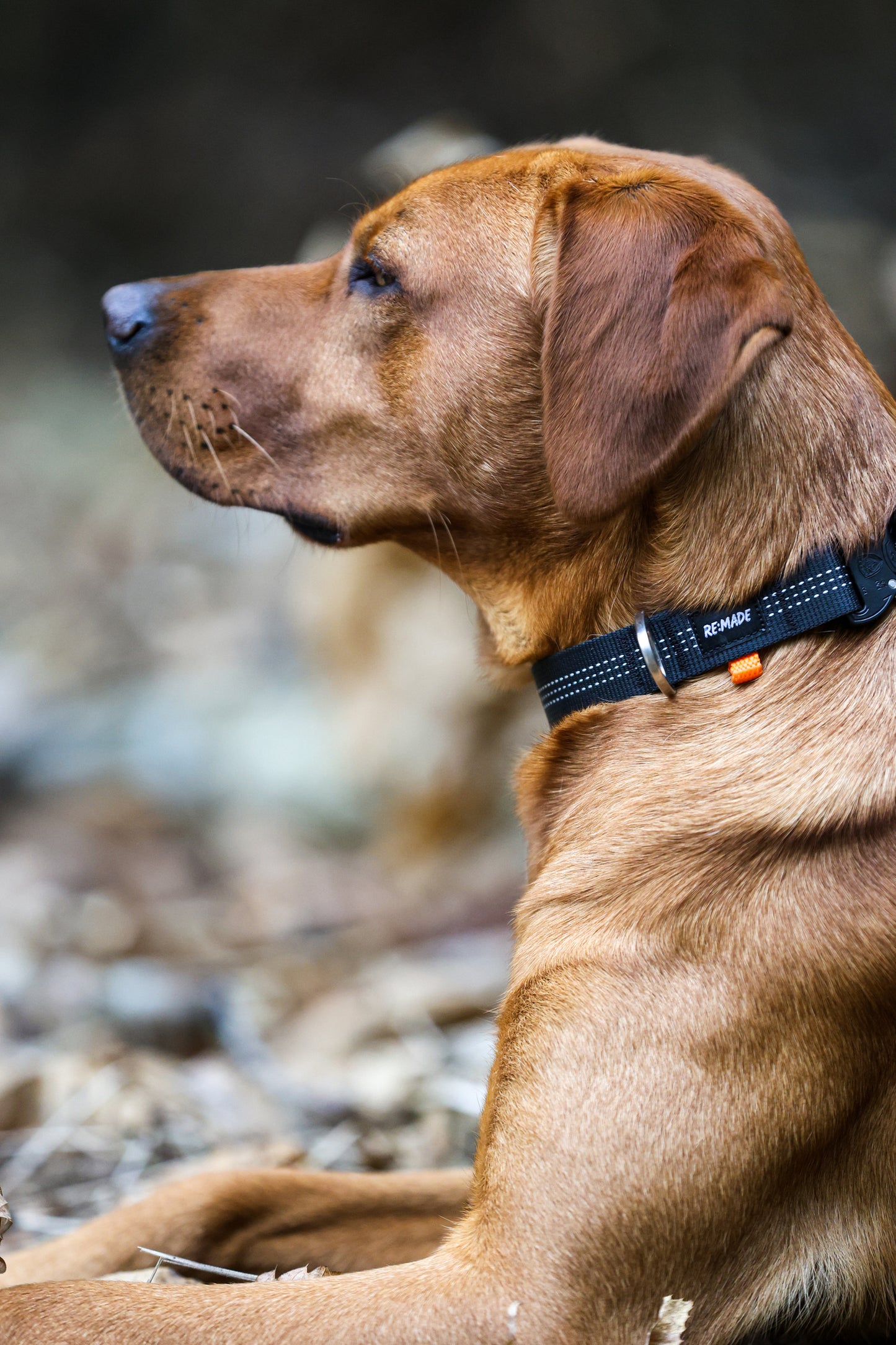 Re:Made Summit Dog Collar, Beal® Climbing Webbing | Green & Black