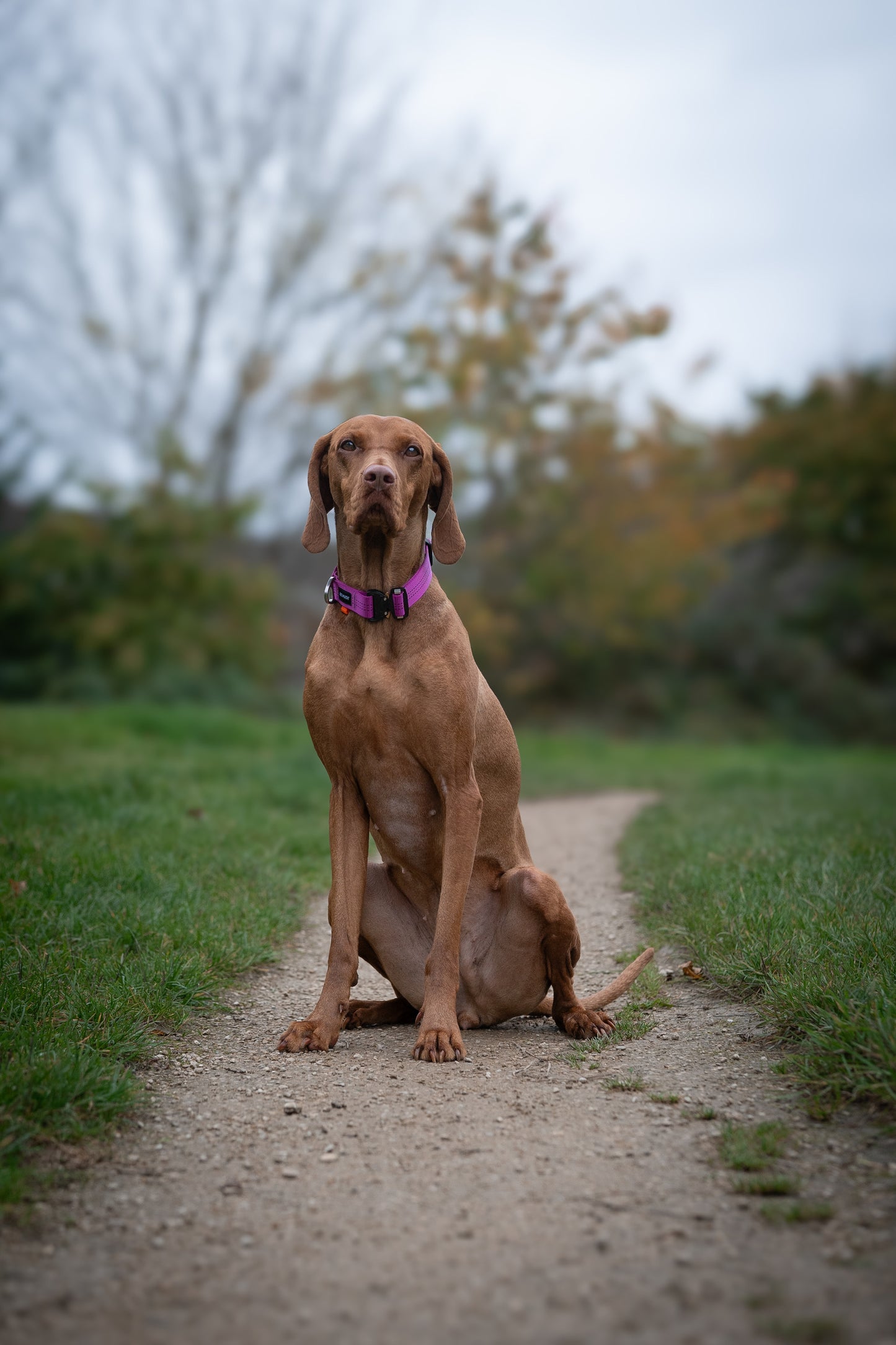 Re:Made Summit Dog Collar, Beal® Climbing Webbing | Pink & Silver