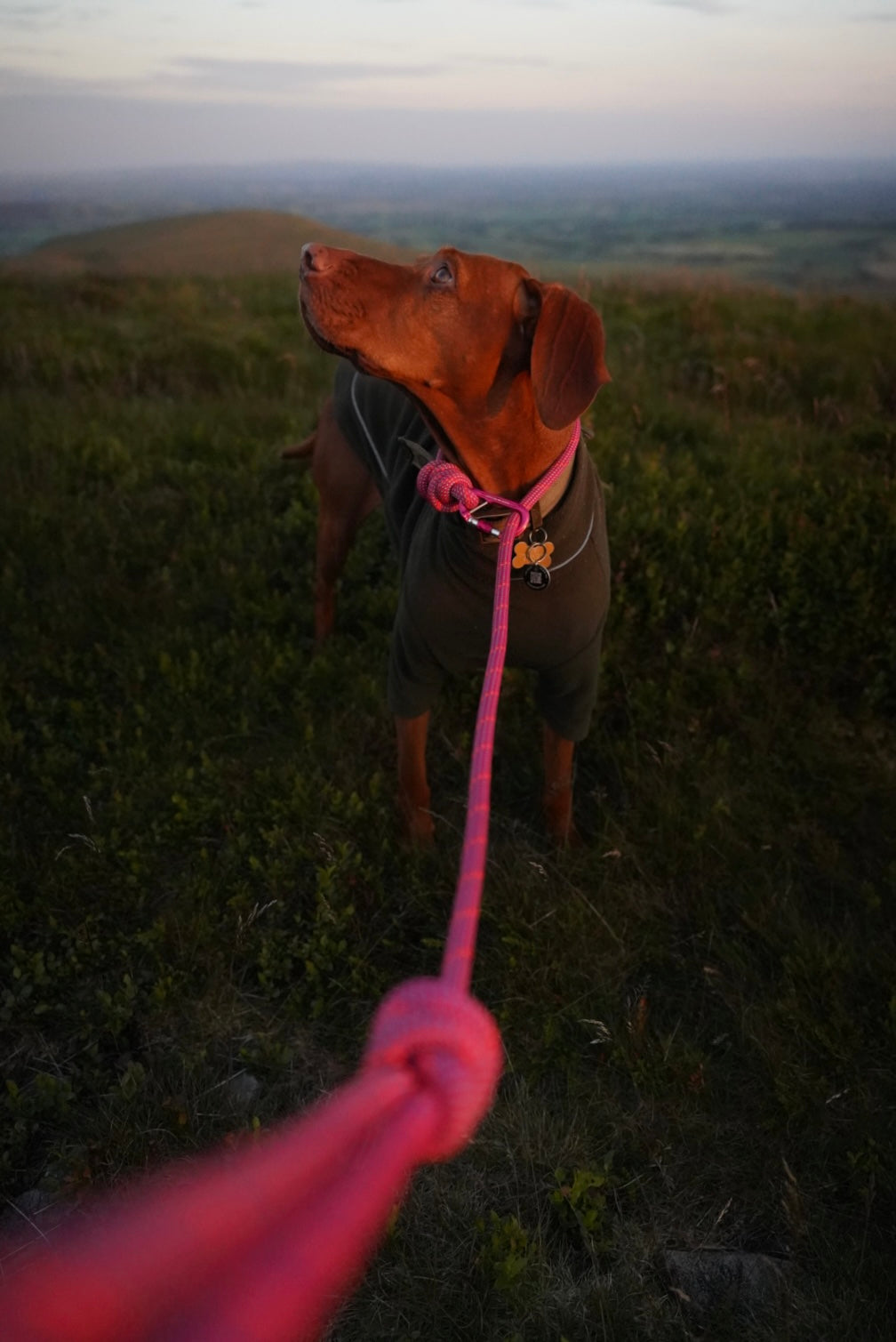 Himalayan Pink, Mammut® Climbing Rope Dog Lead