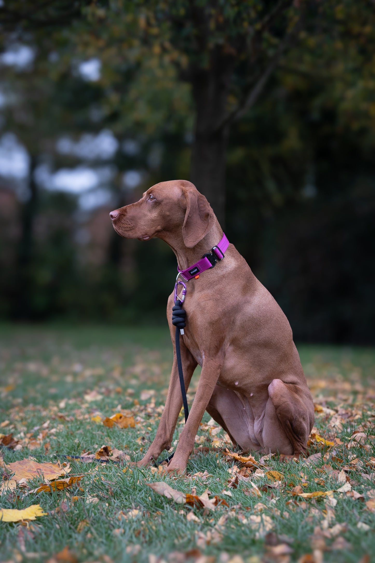 Re:Made Summit Dog Collar, Beal® Climbing Webbing | Pink & Silver