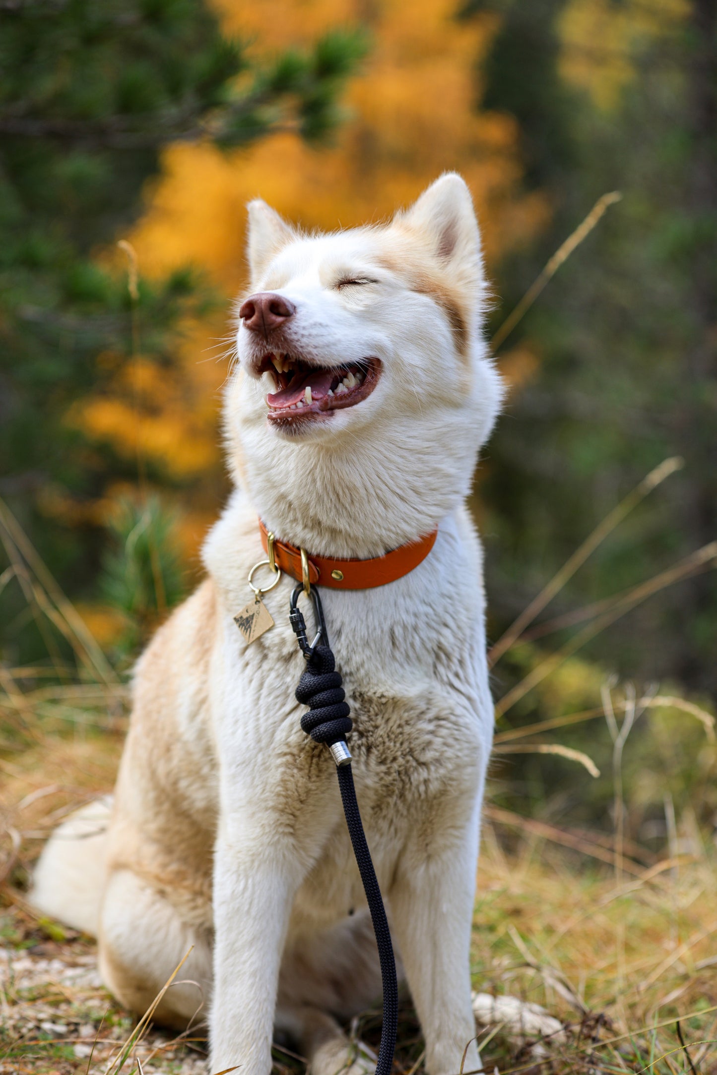 Midnight Black, Tendon® Climbing Rope Dog Lead