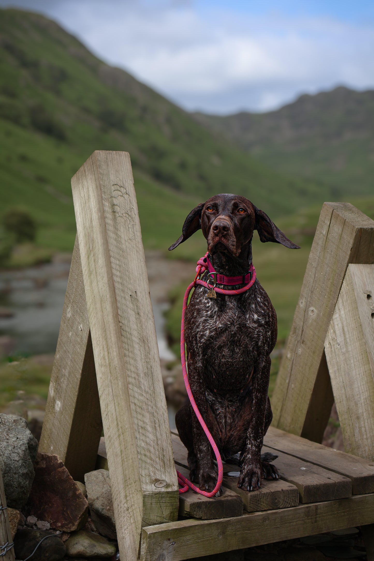Himalayan Pink, Mammut® Climbing Rope Dog Lead