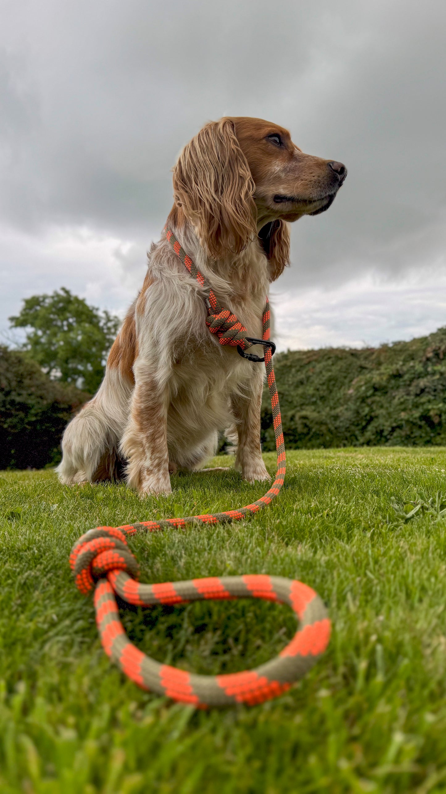 Forest Ochre, Mammut® Climbing Rope Dog Lead