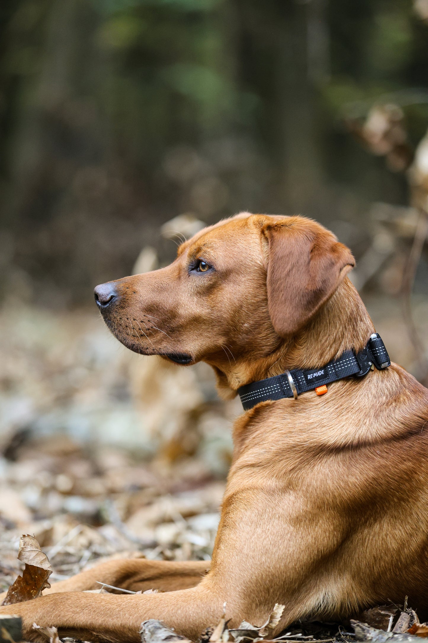 Re:Made Summit Dog Collar, Beal® Climbing Webbing | Black & Silver