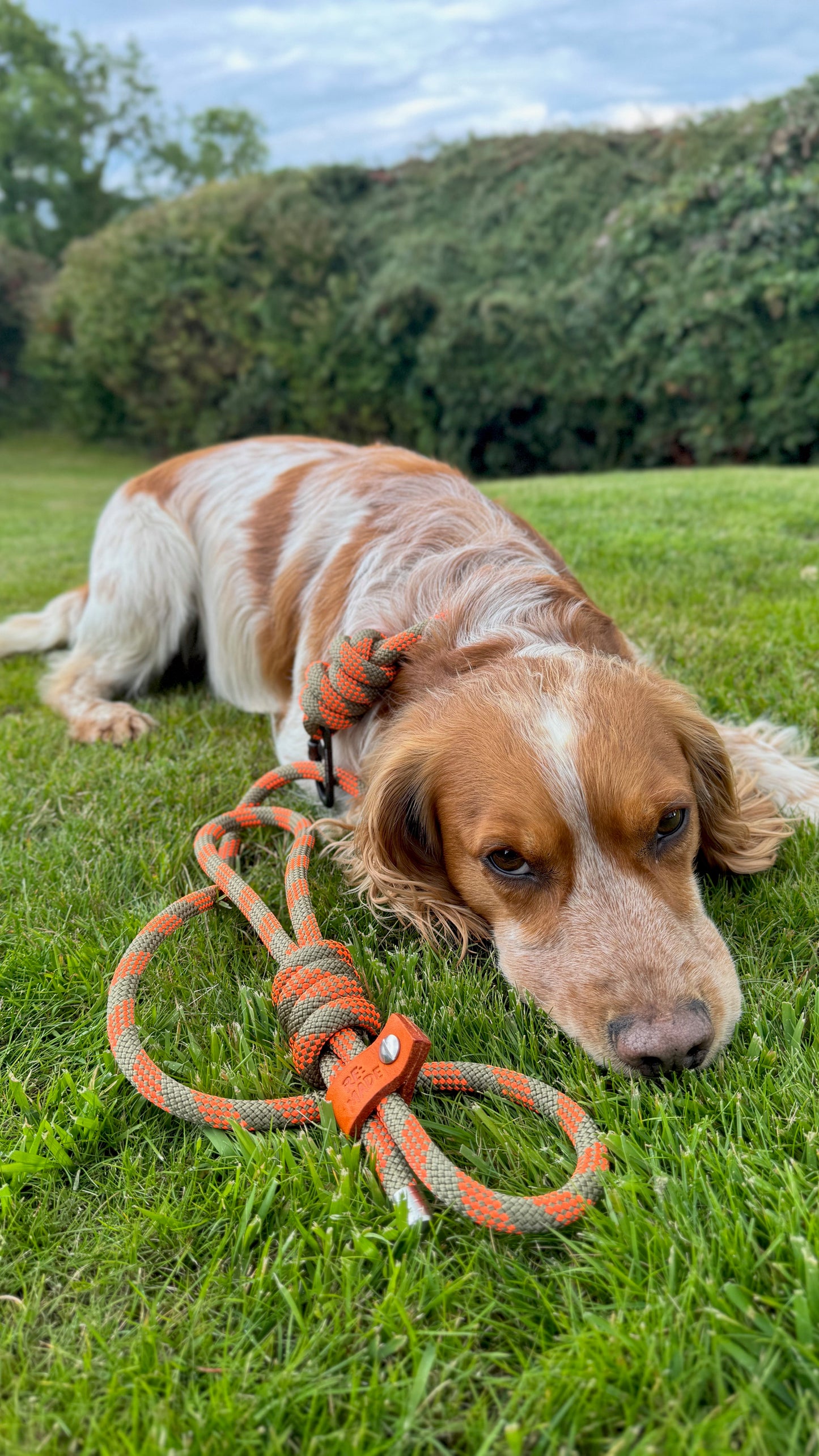 Forest Ochre, Mammut® Climbing Rope Dog Lead