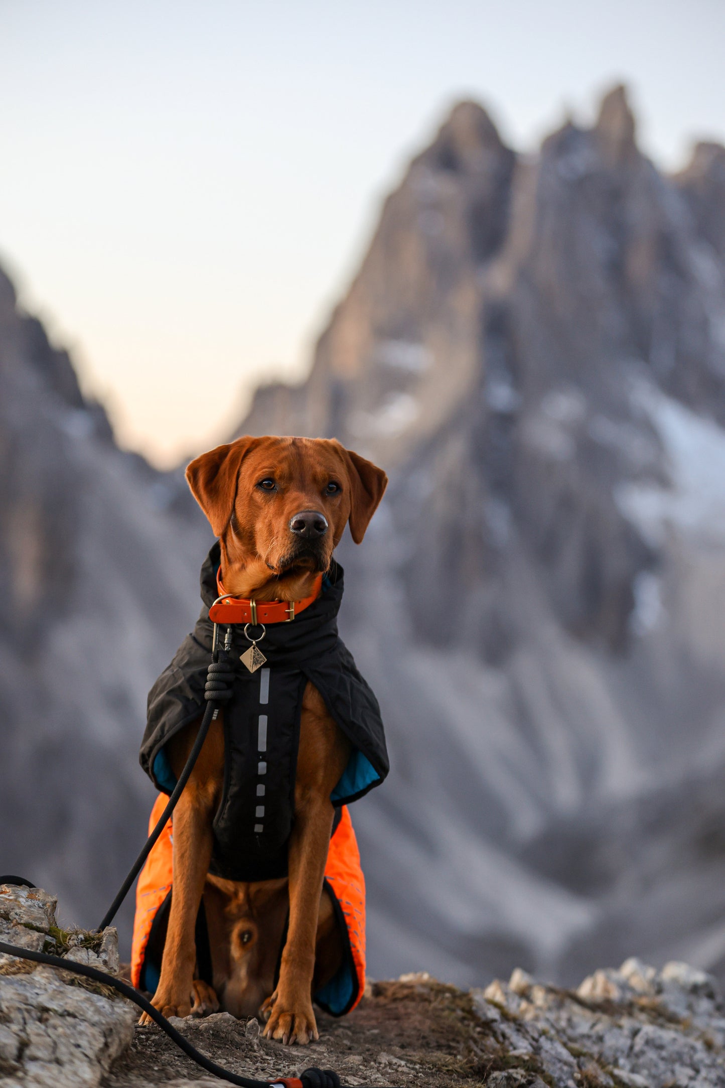 Midnight Black, Tendon® Climbing Rope Dog Lead