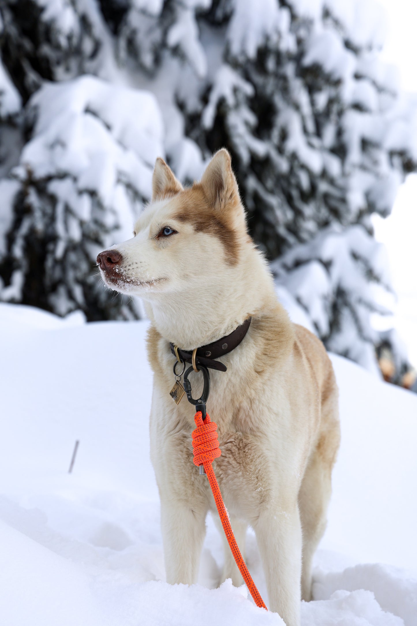 Alpenglow, Mammut® Handsfree Climbing Rope Dog Lead