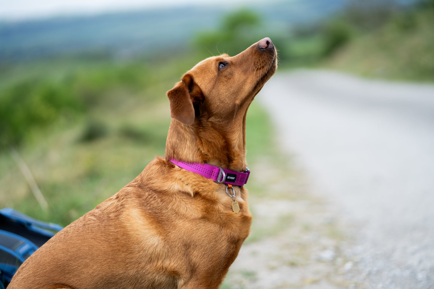 Re:Made Summit Dog Collar, Beal® Climbing Webbing | Pink & Black