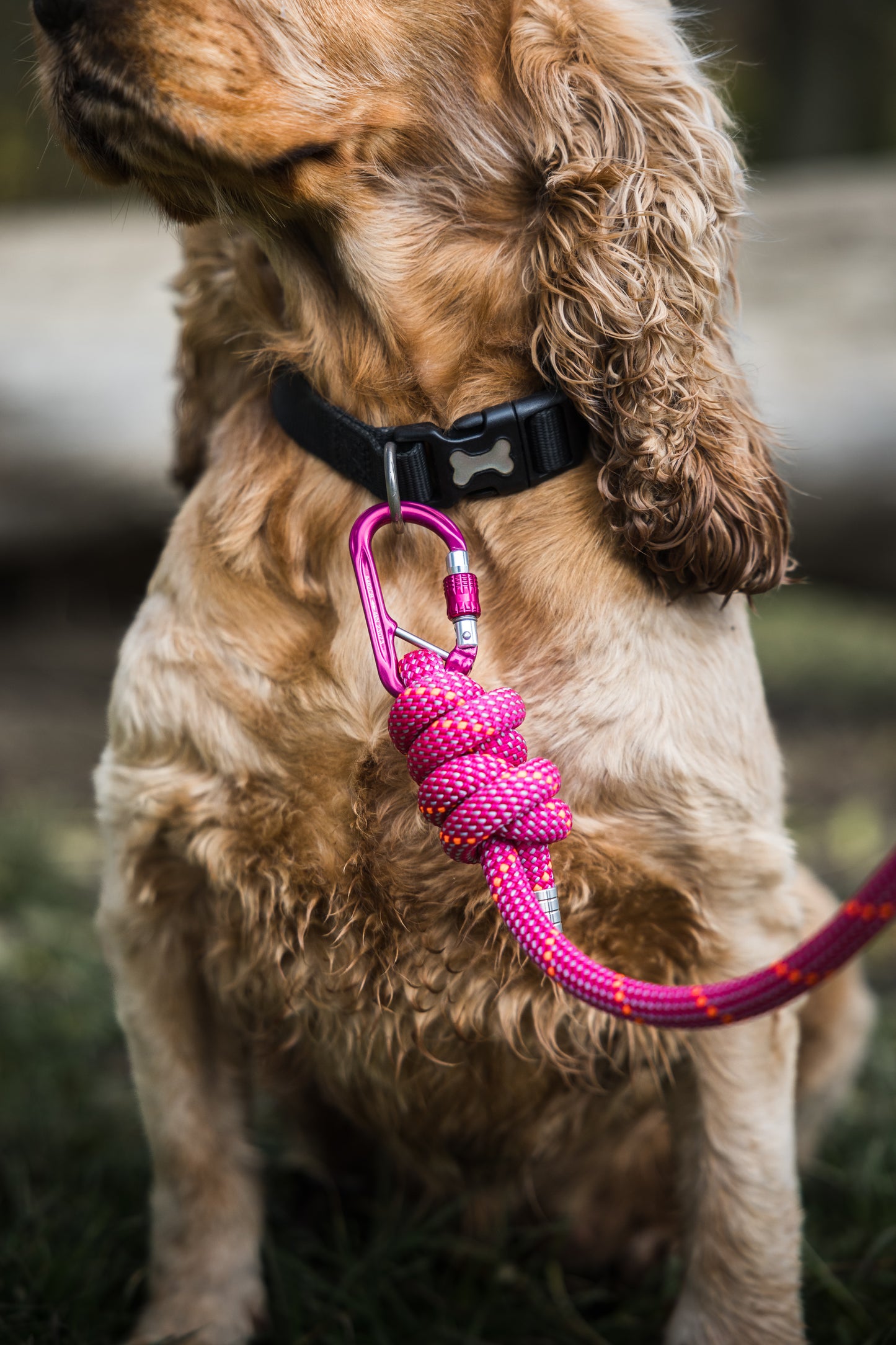 Himalayan Pink, Mammut® Climbing Rope Dog Lead
