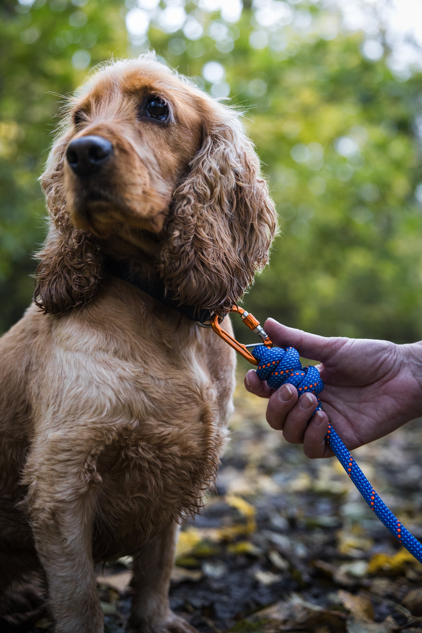 Ocean Blue, Mammut® Climbing Rope Dog Lead