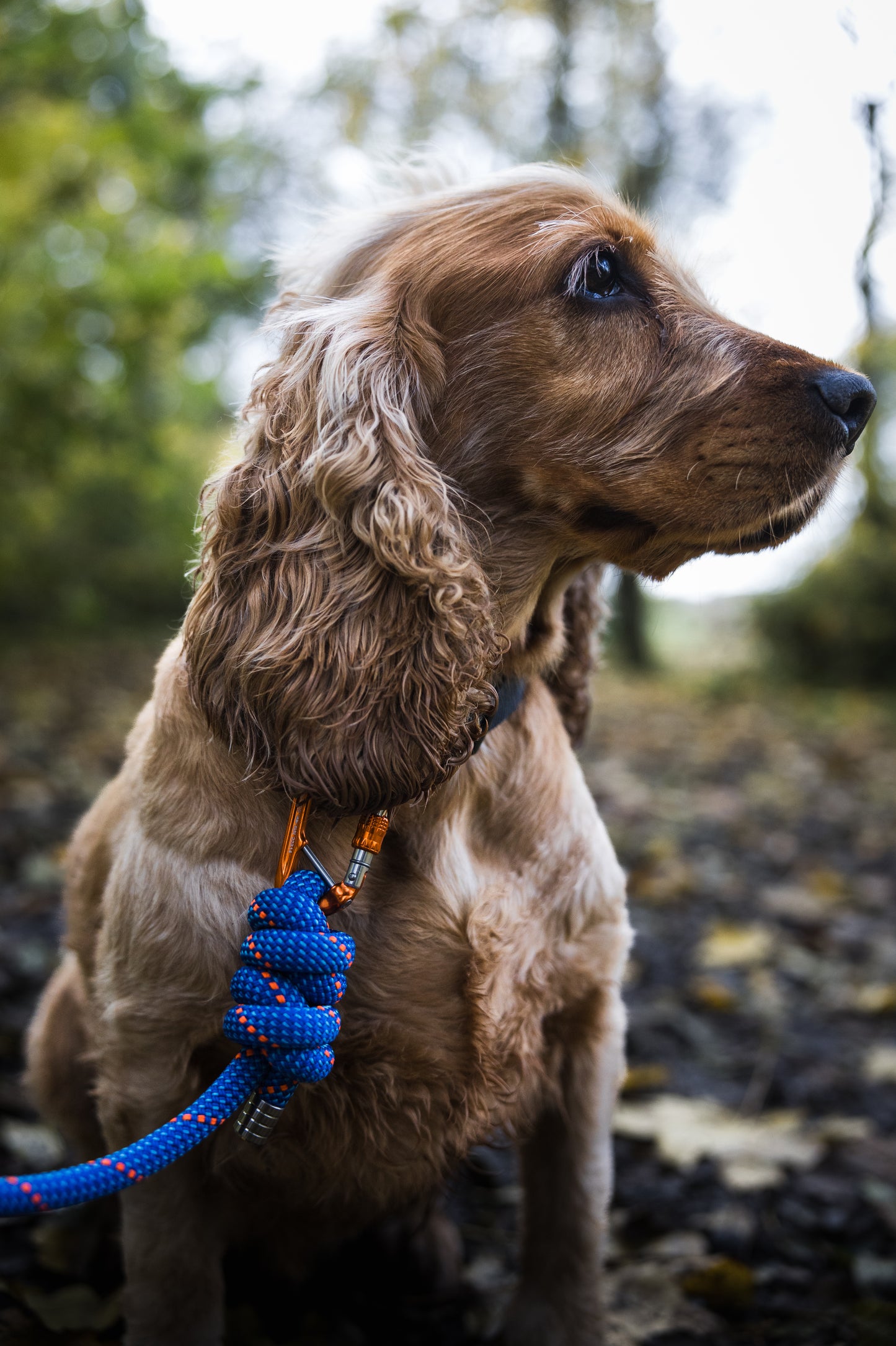 Ocean Blue, Mammut® Climbing Rope Dog Lead