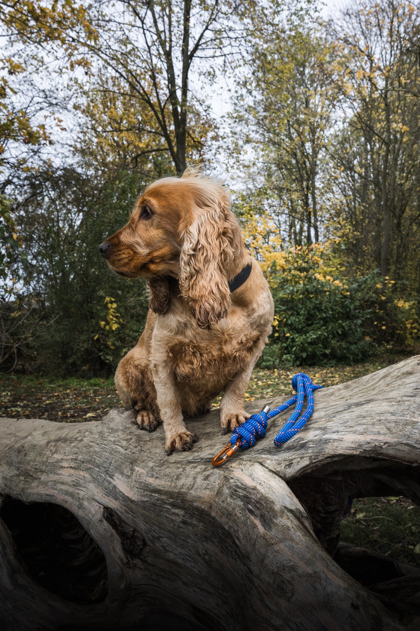 Ocean Blue, Mammut® Climbing Rope Dog Lead