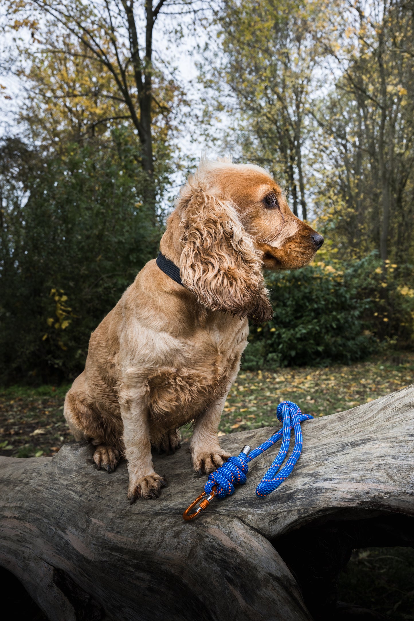 Ocean Blue, Mammut® Climbing Rope Dog Lead