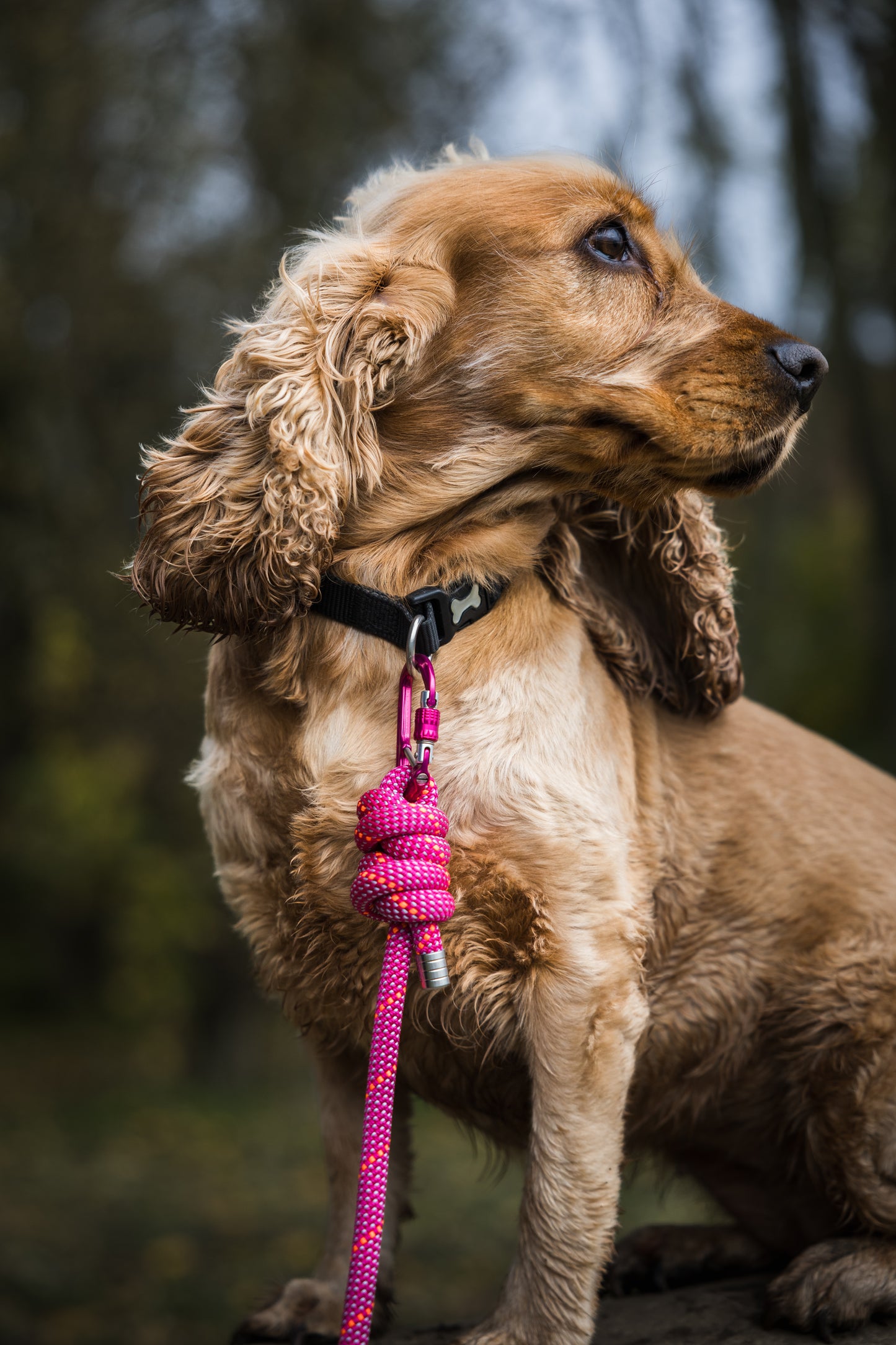 Himalayan Pink, Mammut® Climbing Rope Dog Lead