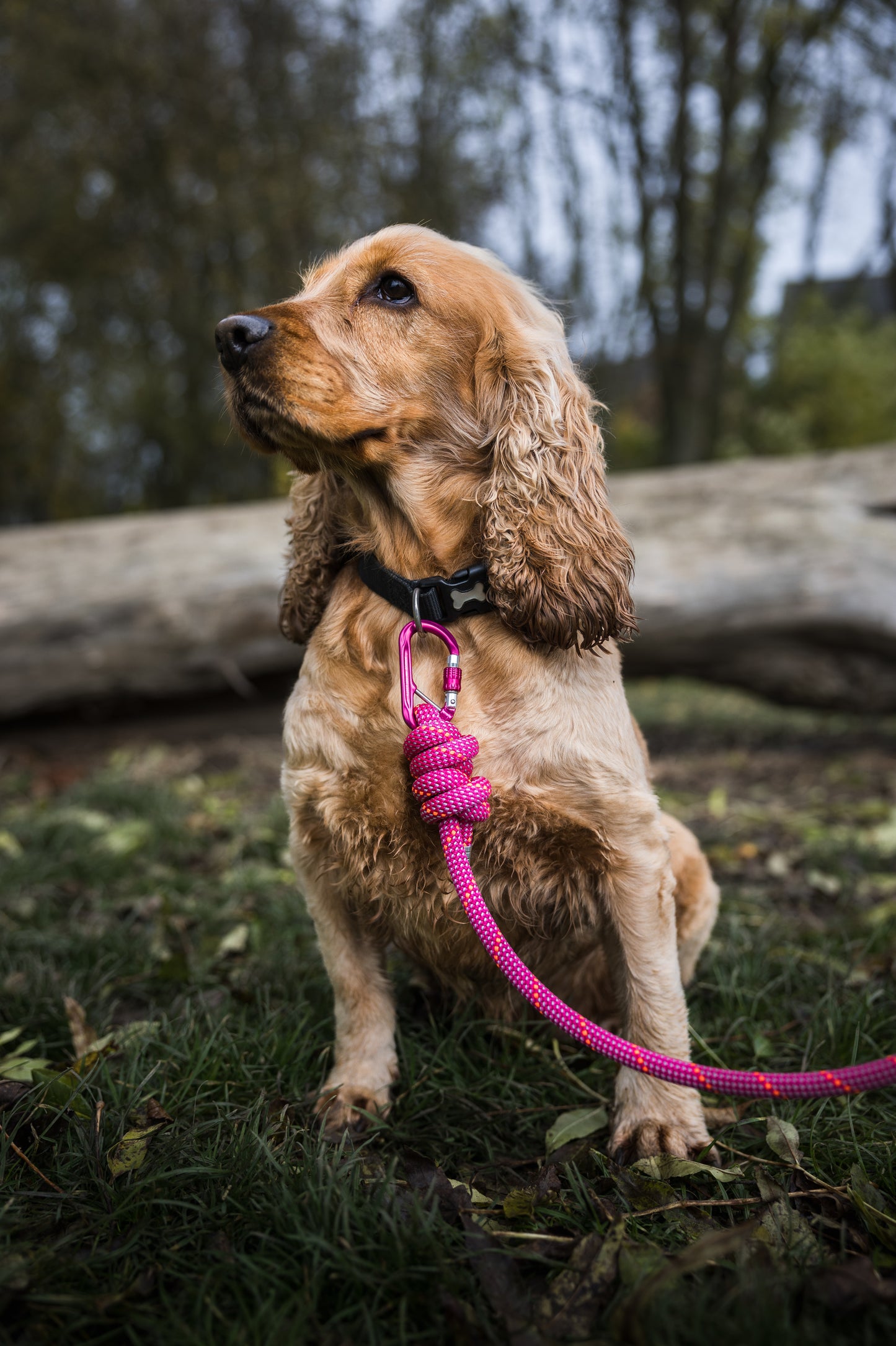 Himalayan Pink, Mammut® Climbing Rope Dog Lead
