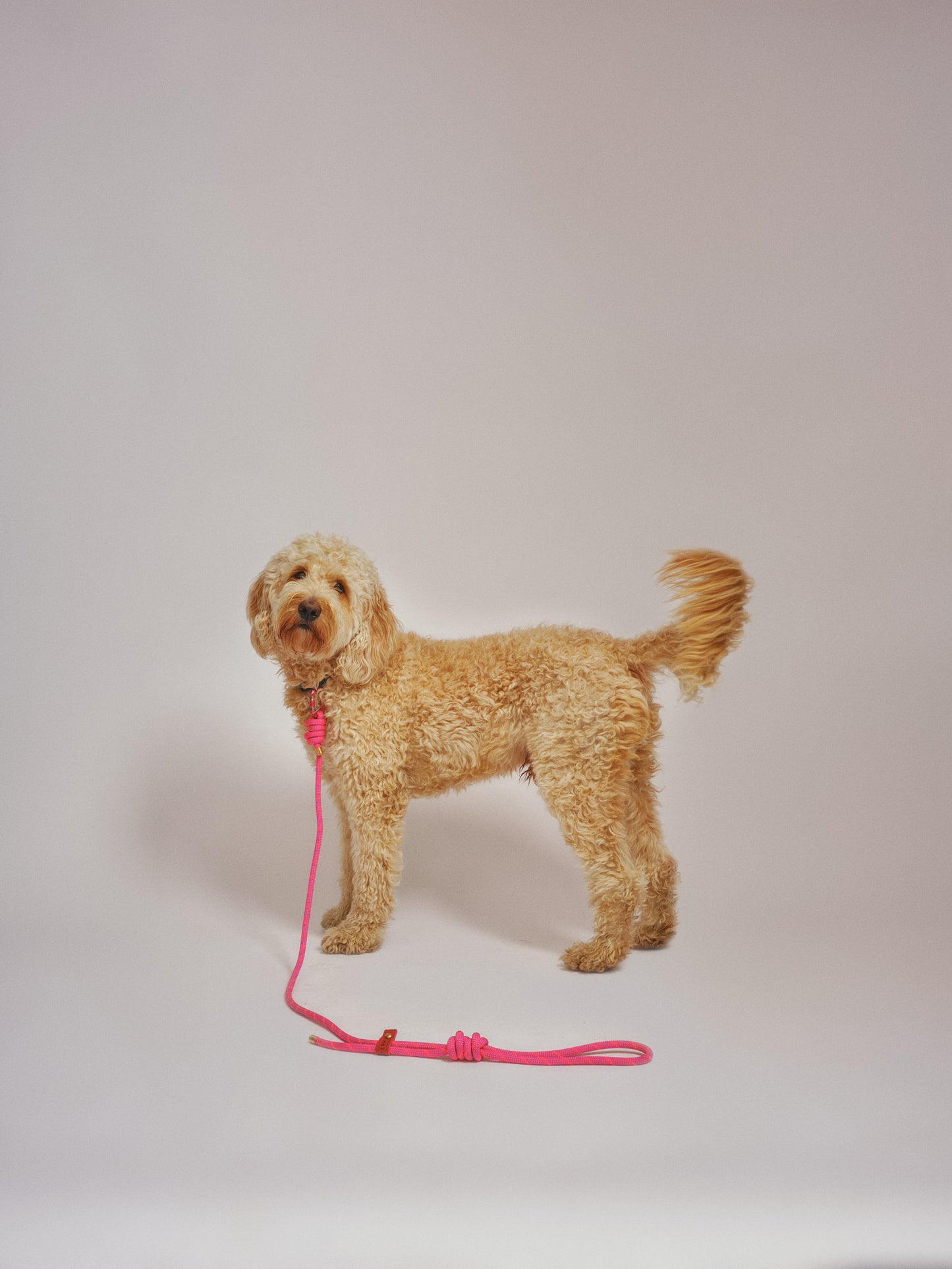 Re:Made x Honey & Toast, Mammut® Climbing Rope Dog Lead