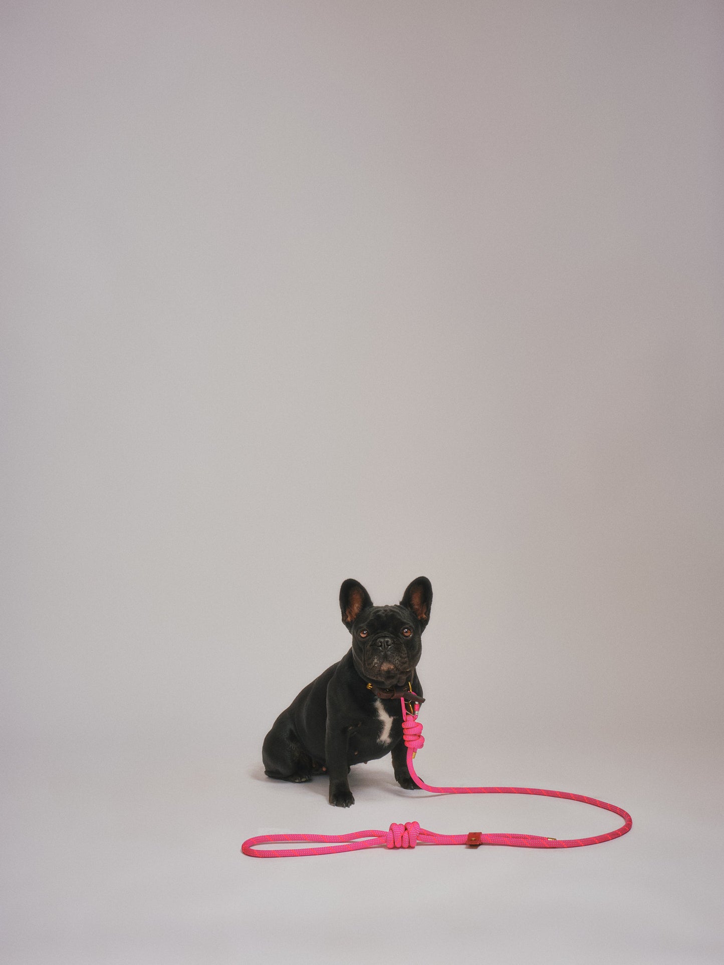 Re:Made x Honey & Toast, Mammut® Climbing Rope Dog Lead