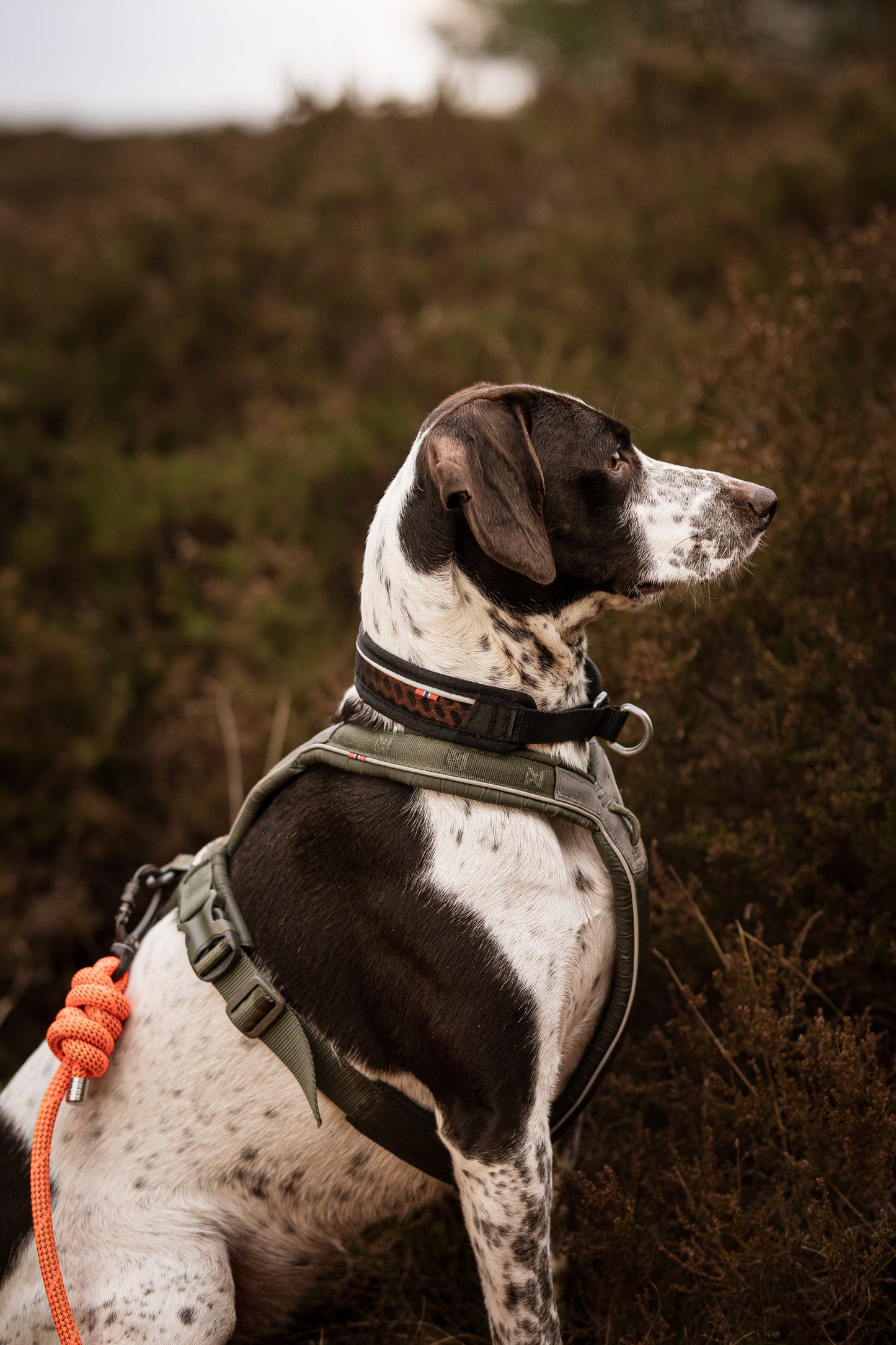 Arcturus Orange, Mammut® Climbing Rope Dog Lead