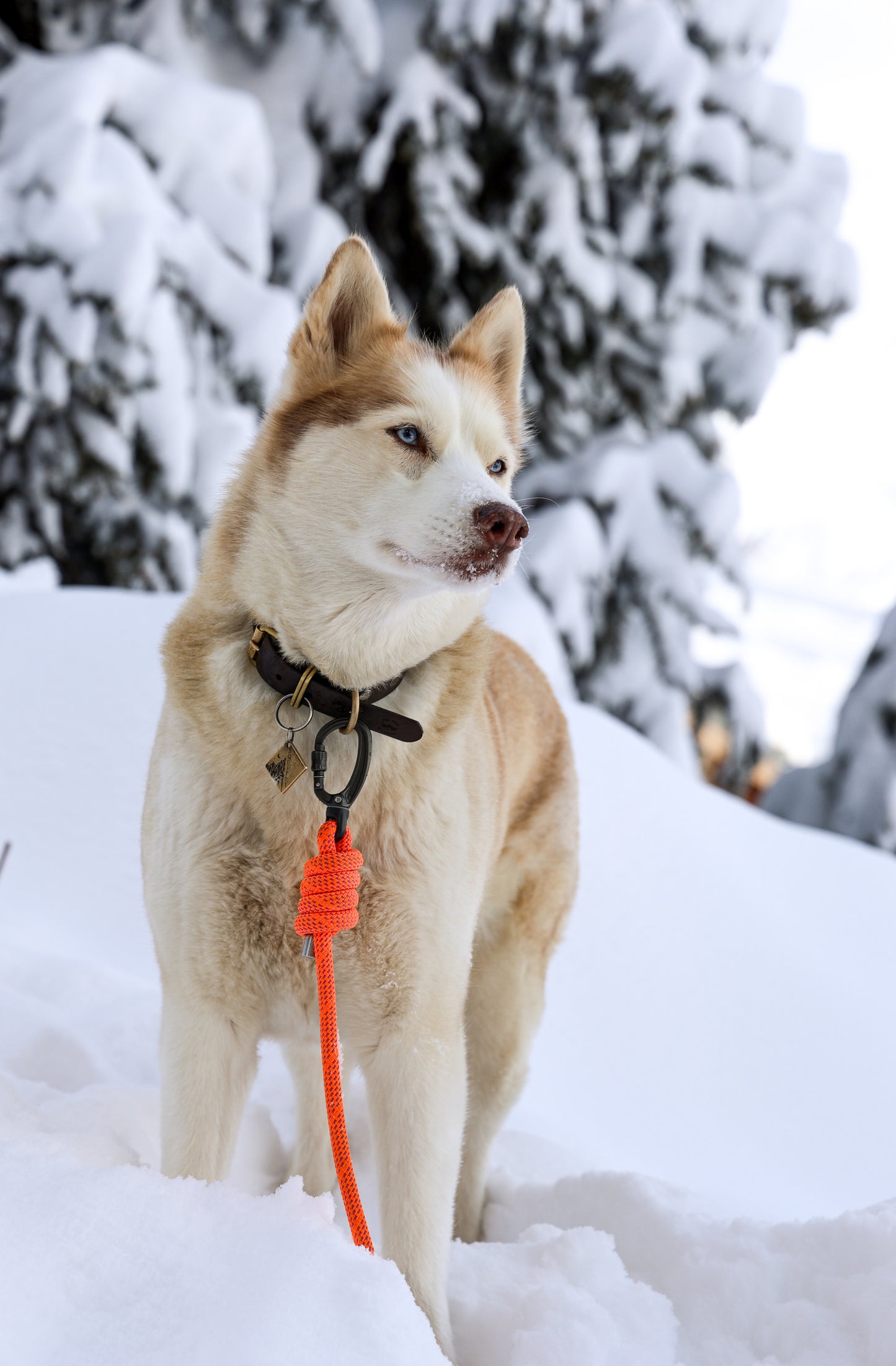 Alpenglow, Mammut® Handsfree Climbing Rope Dog Lead