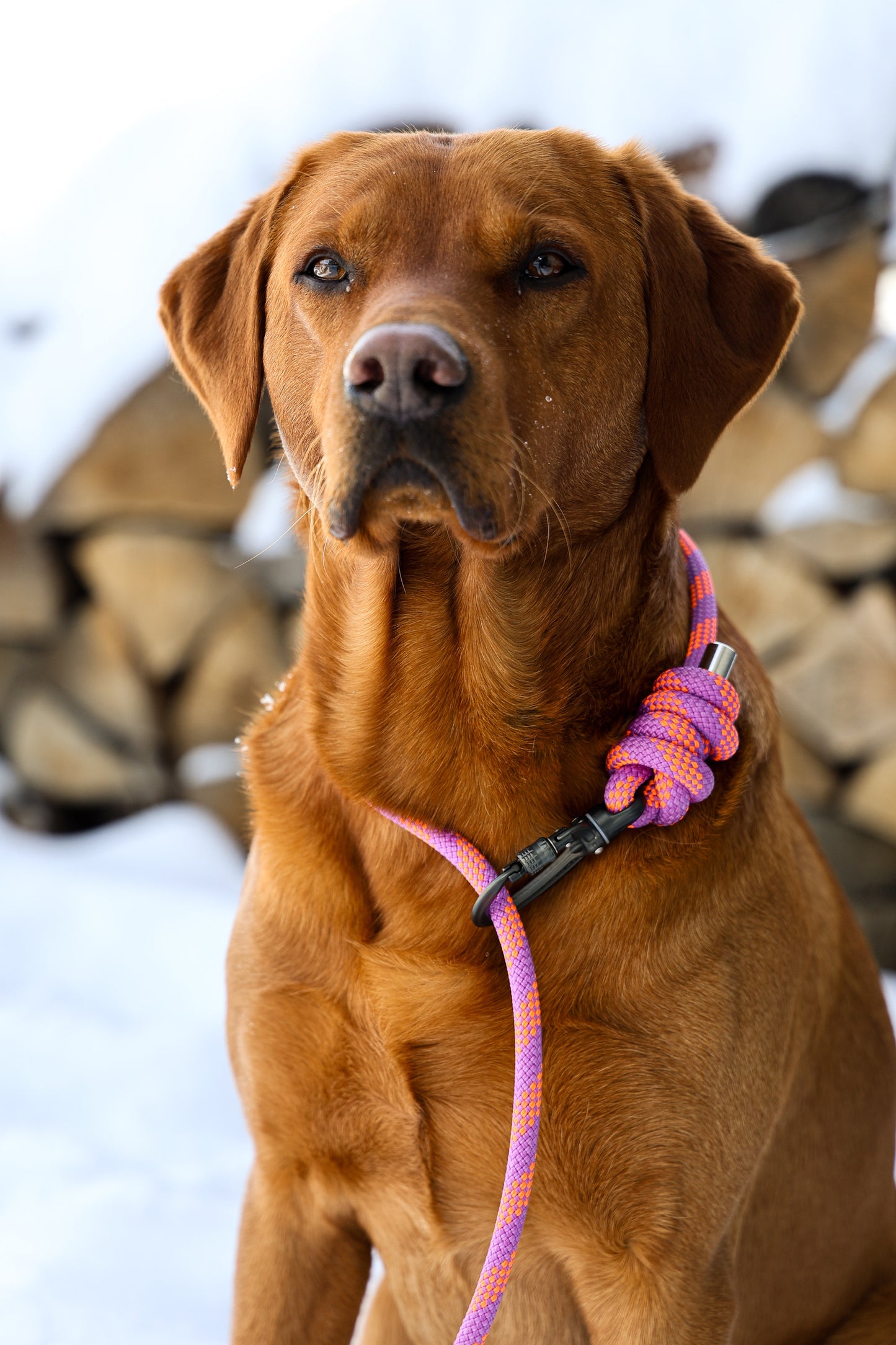 Zenith Purple, Mammut® Handsfree Climbing Rope Dog Lead