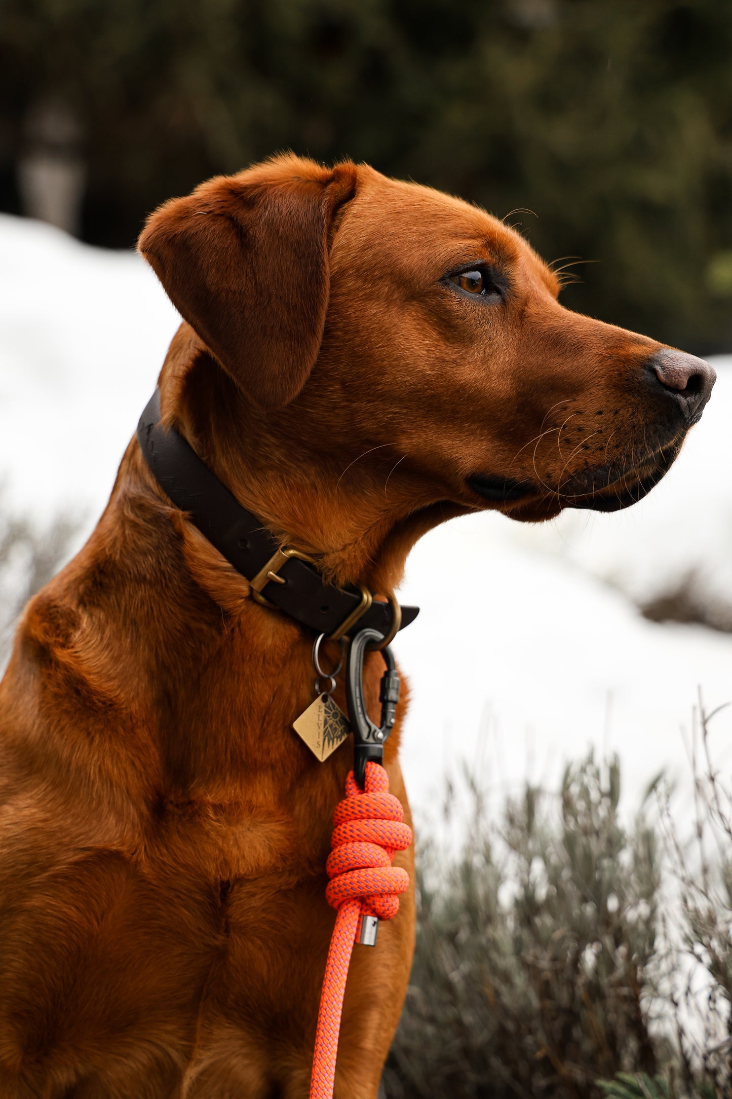 Alpenglow, Mammut® Handsfree Climbing Rope Dog Lead