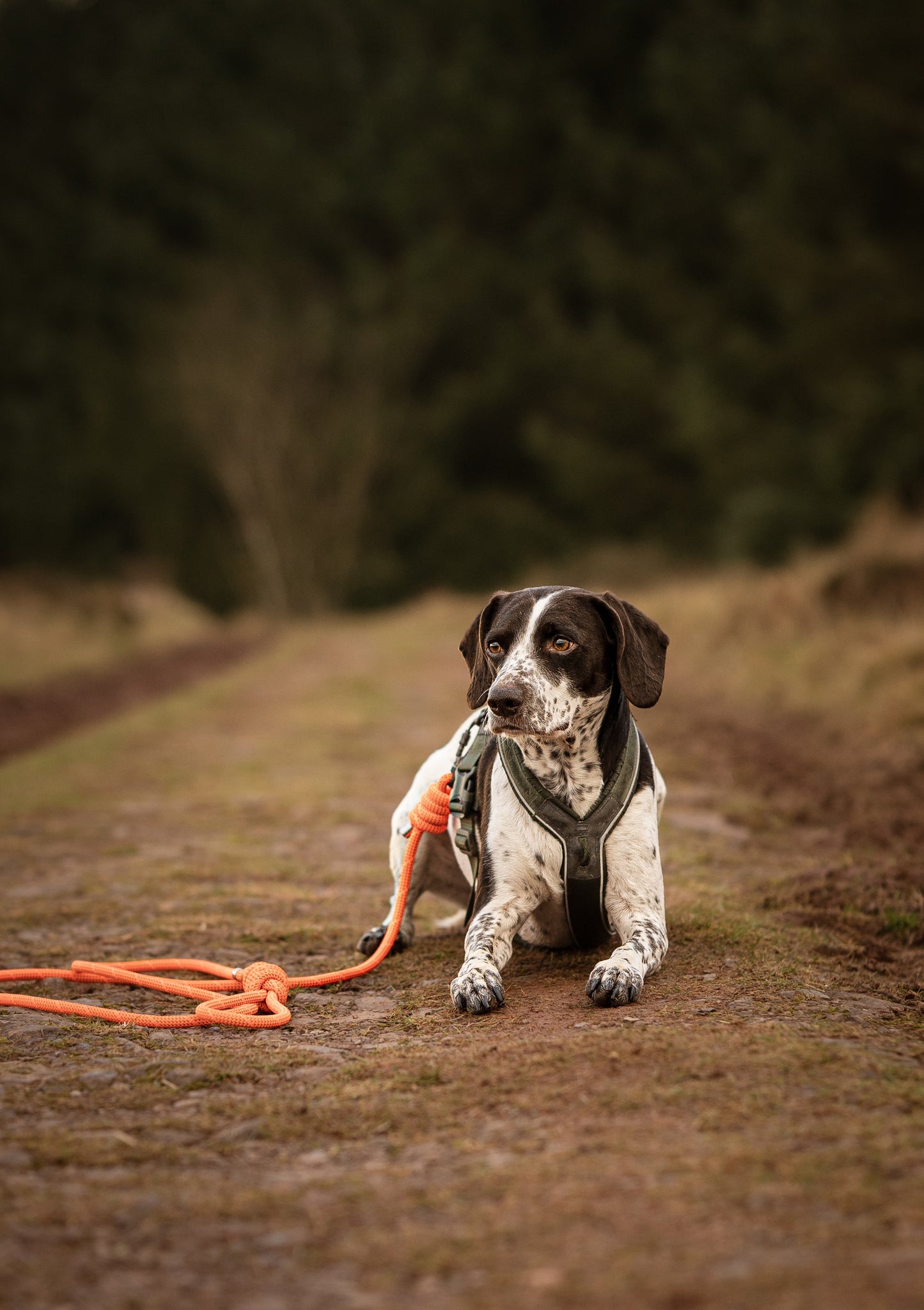 Arcturus Orange, Mammut® Climbing Rope Dog Lead