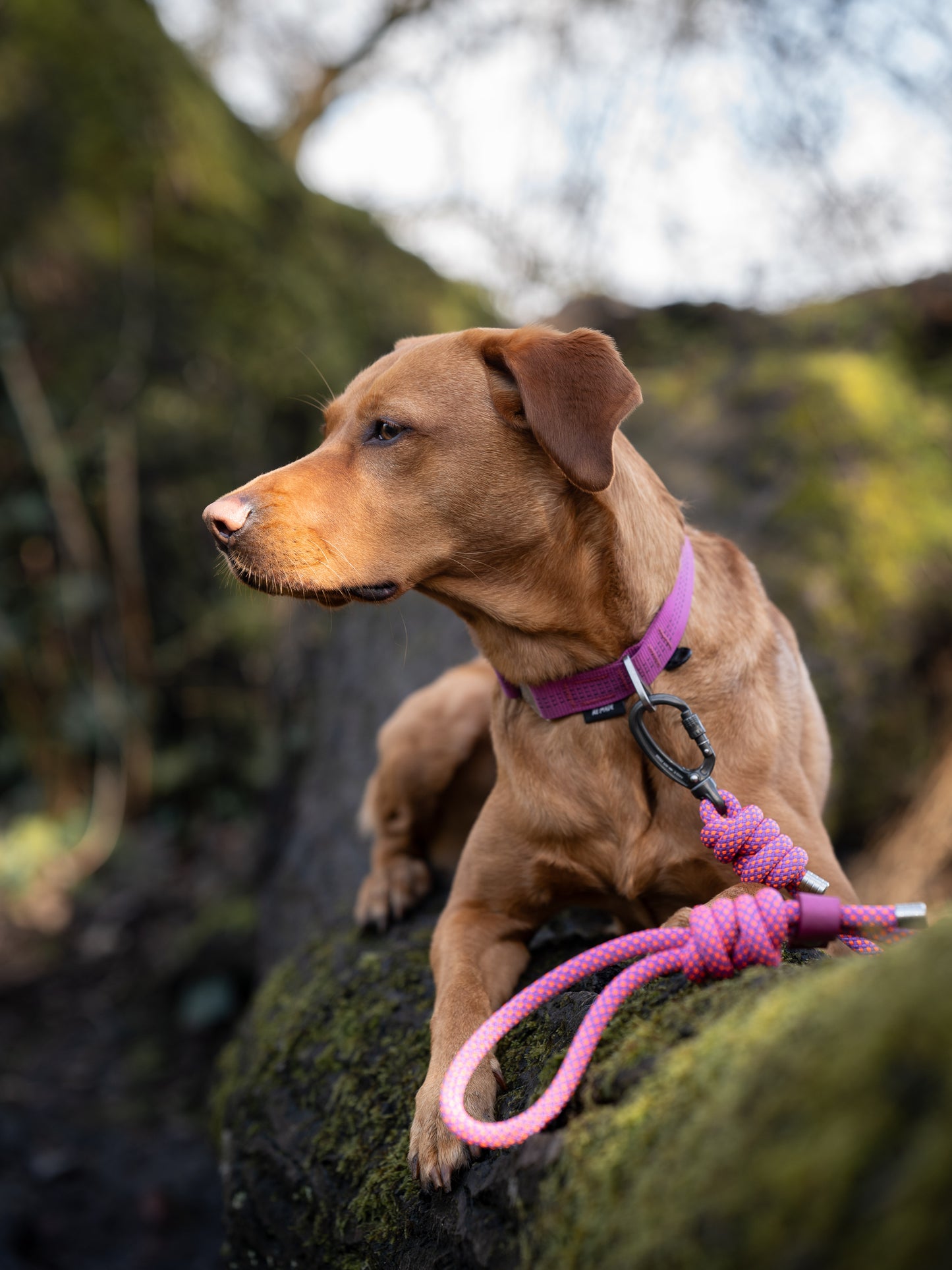 Summit V2 Dog Collar, Beal® Climbing Webbing | Pink