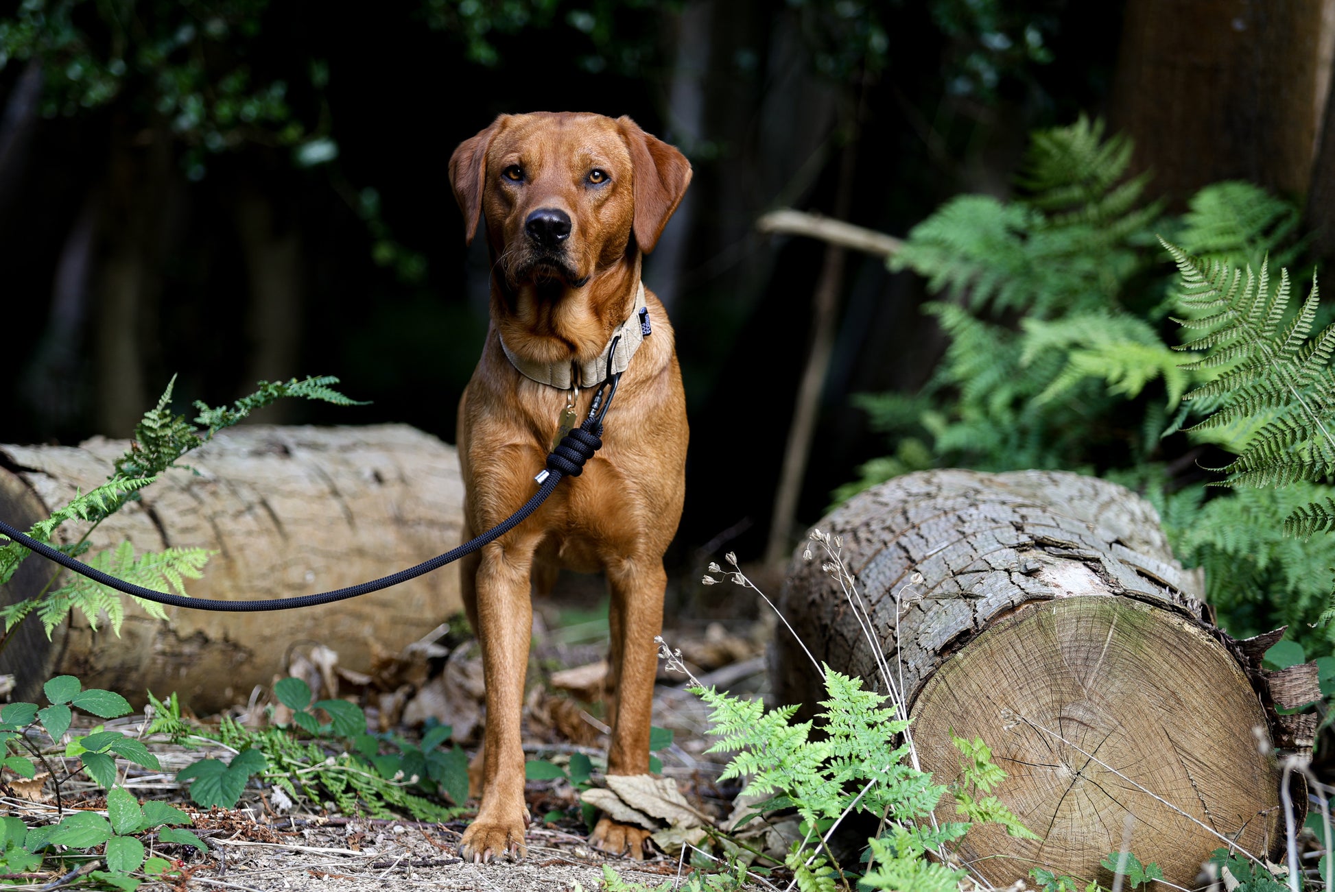 Labrador Climping Animal Rescue Canine Companions Labrador