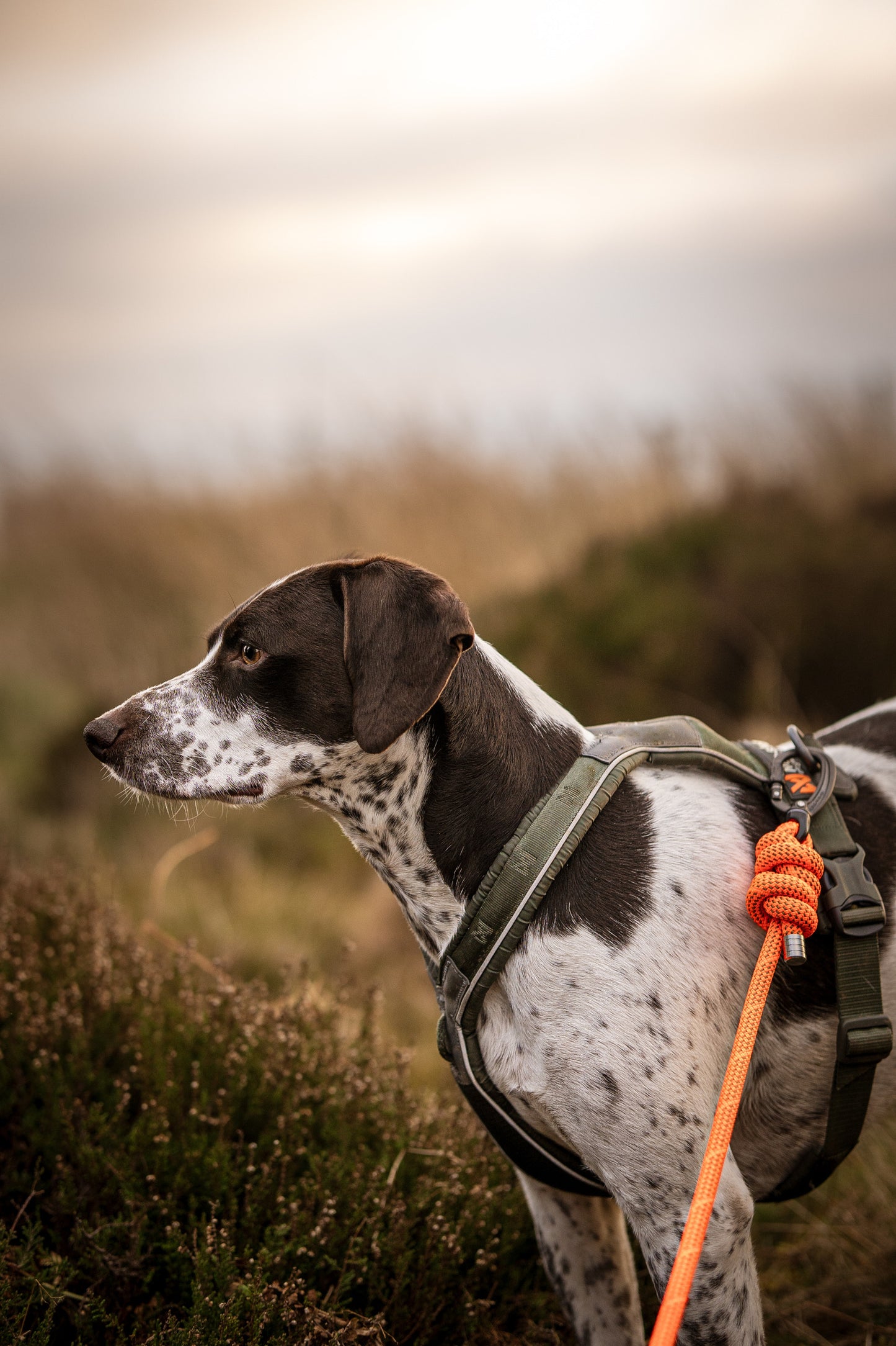 Arcturus Orange, Mammut® Climbing Rope Dog Lead