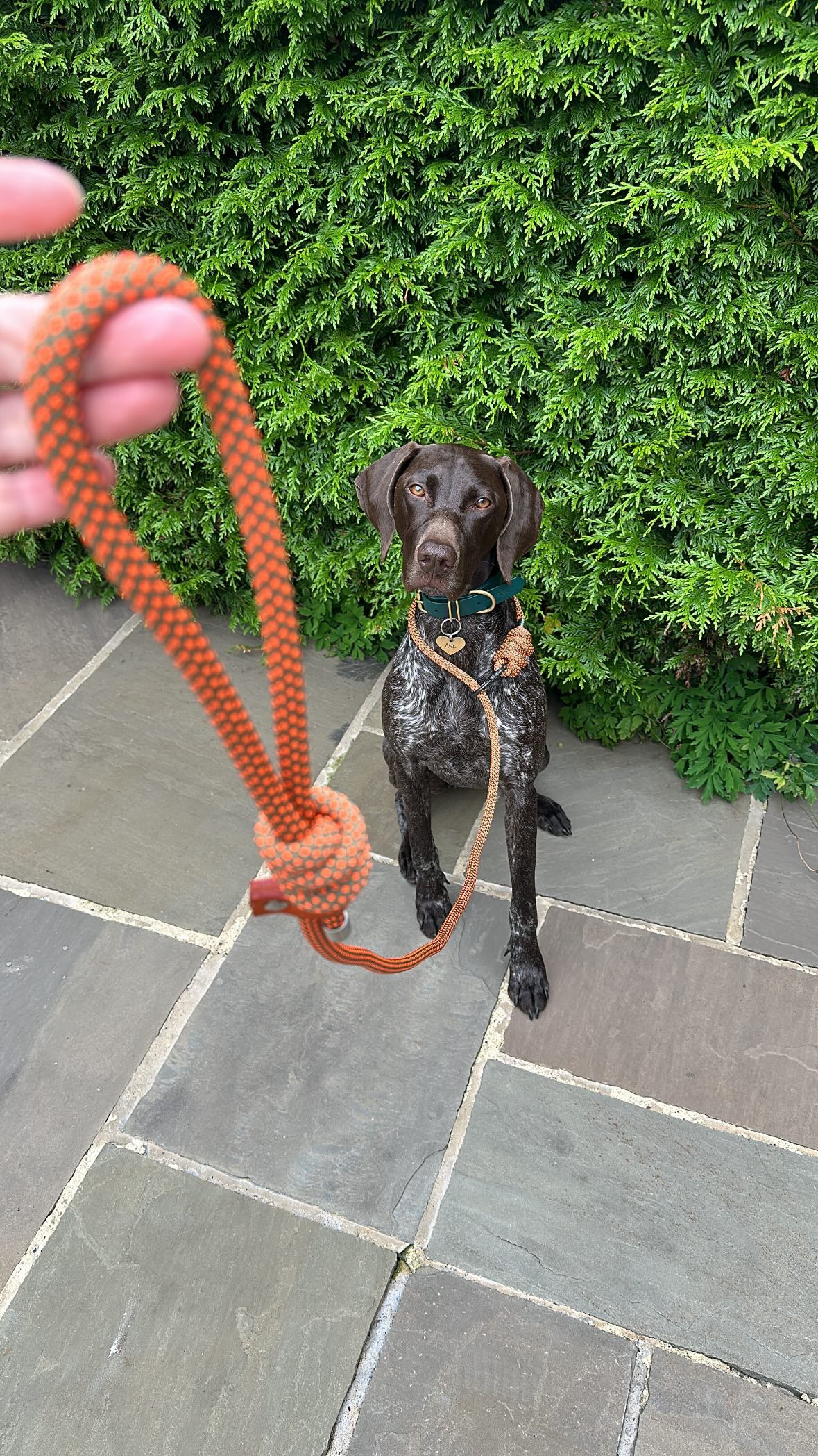 Savannah Ochre Mammut Climbing Rope Dog Lead Re Made