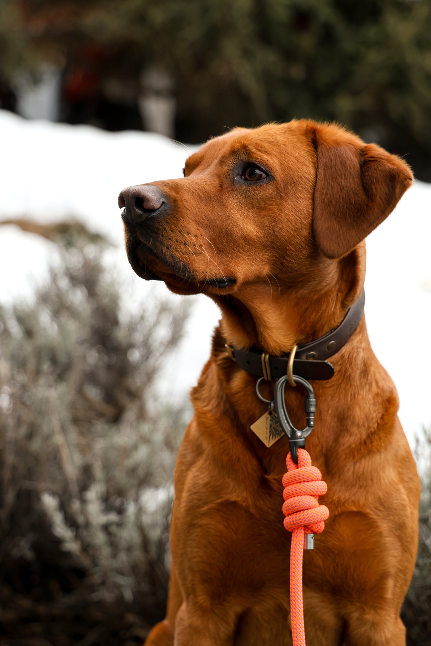 Alpenglow, Mammut® Handsfree Climbing Rope Dog Lead