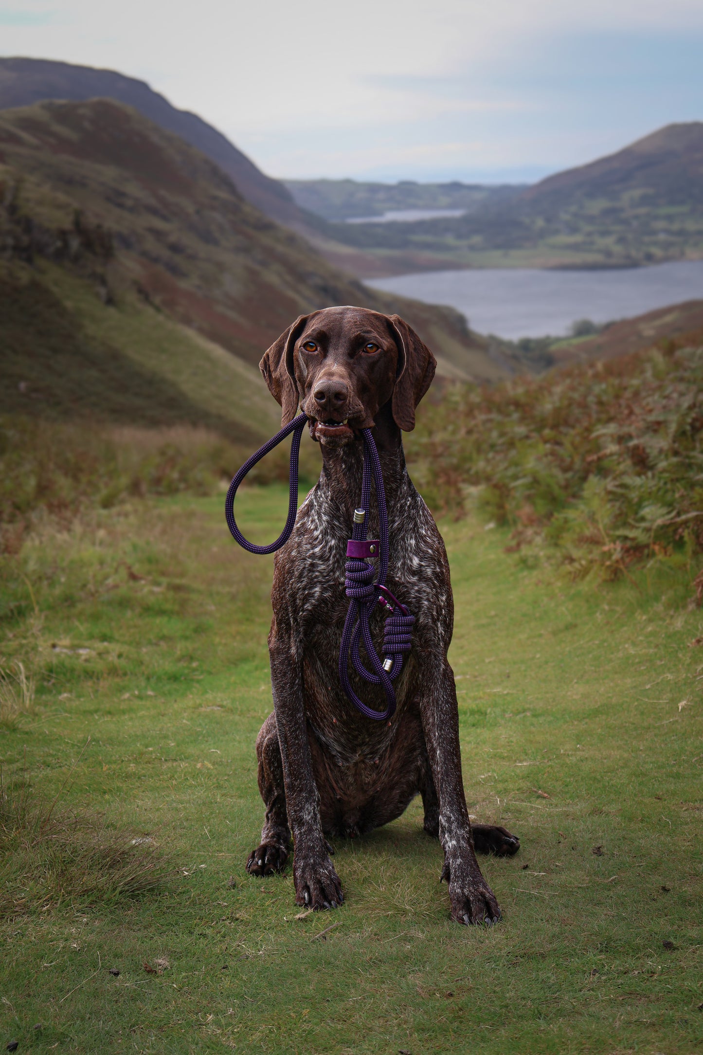 Borealis Purple, Beal® Climbing Rope Dog Lead