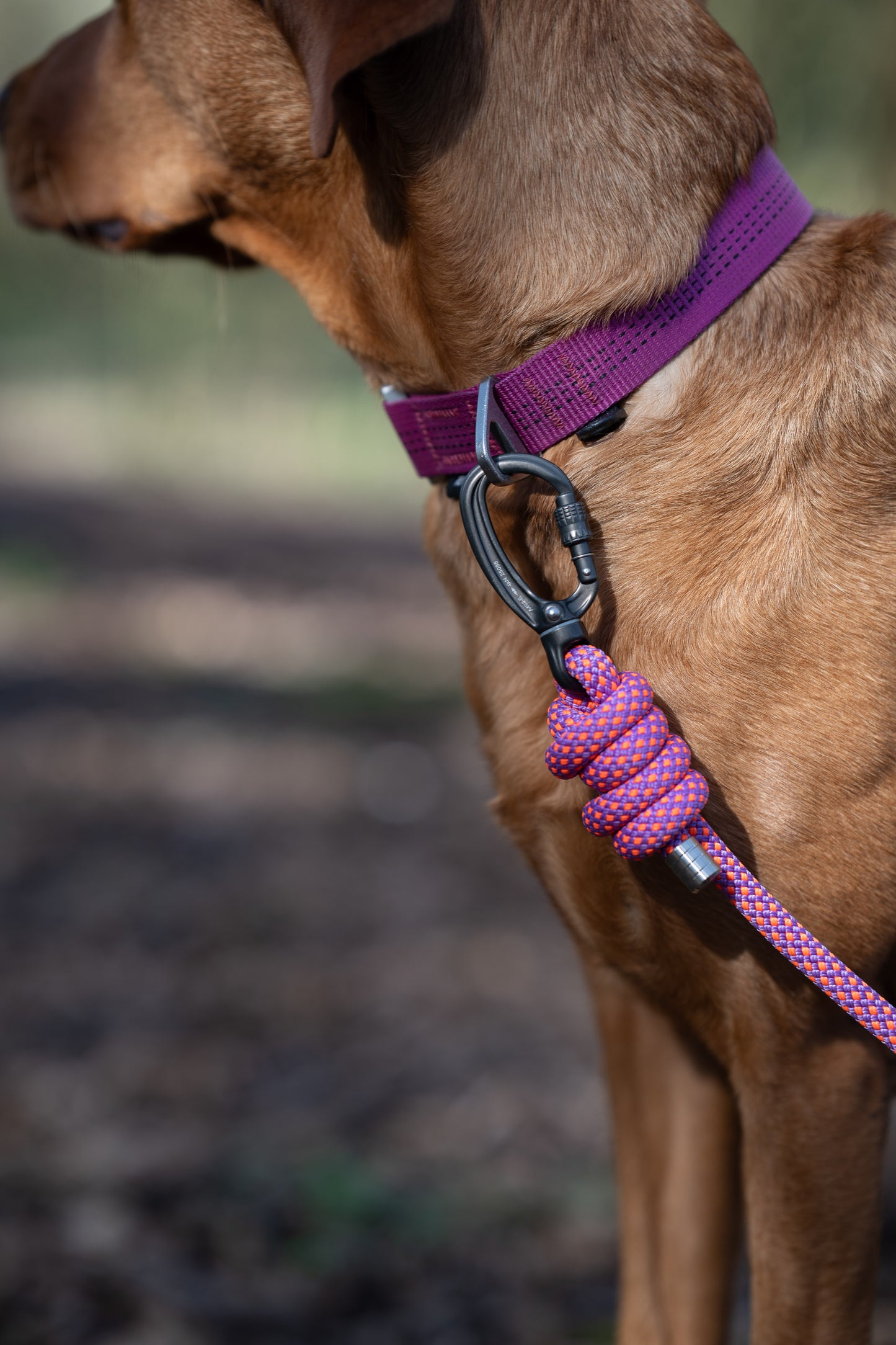 Summit V2 Dog Collar, Beal® Climbing Webbing | Pink