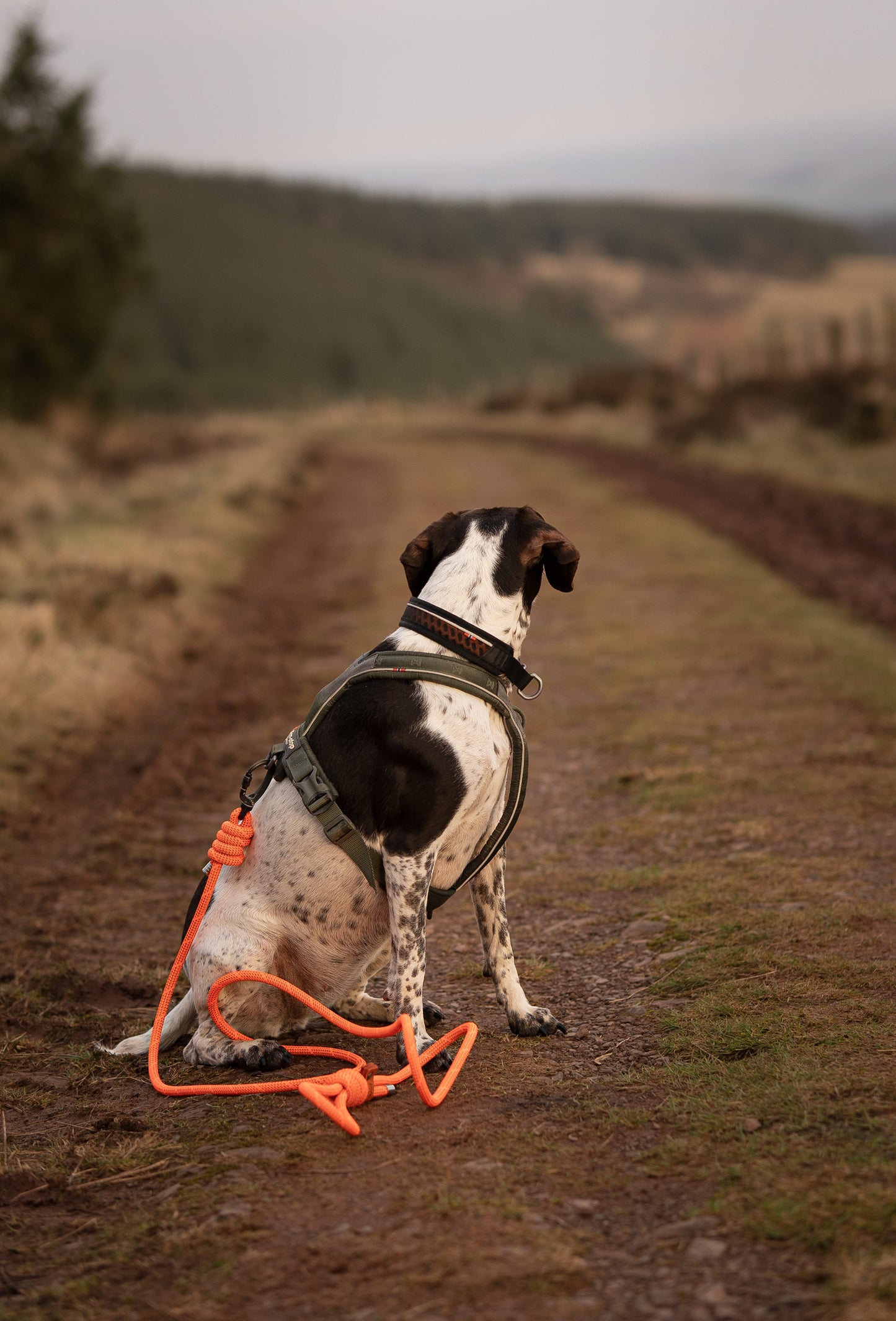 Arcturus Orange, Mammut® Climbing Rope Dog Lead