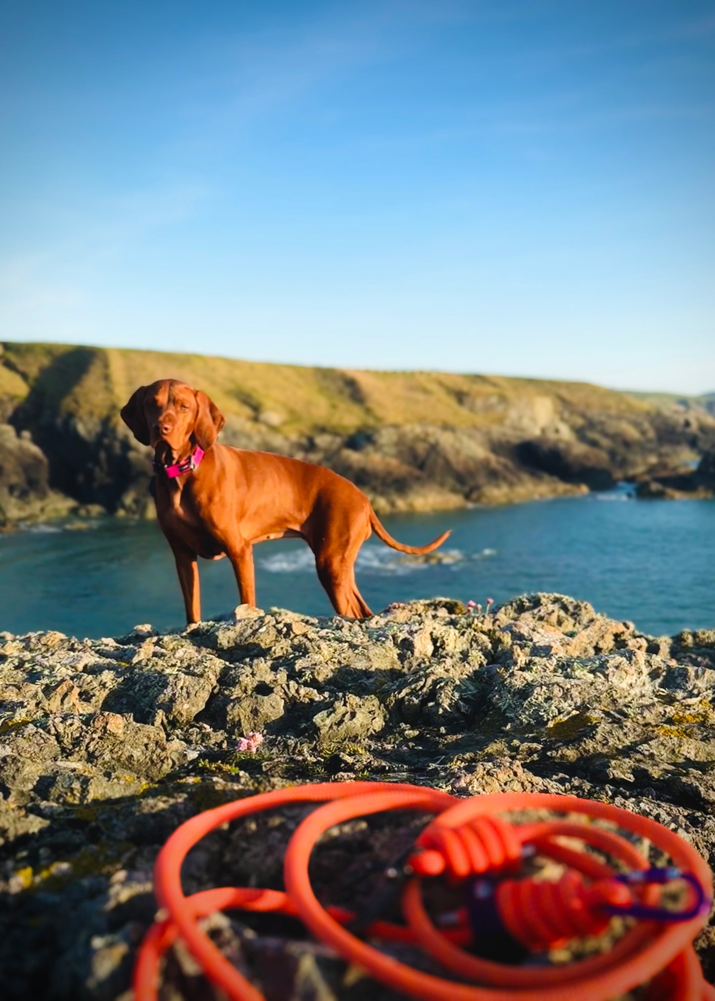 Alpenglow, Mammut® Handsfree Climbing Rope Dog Lead