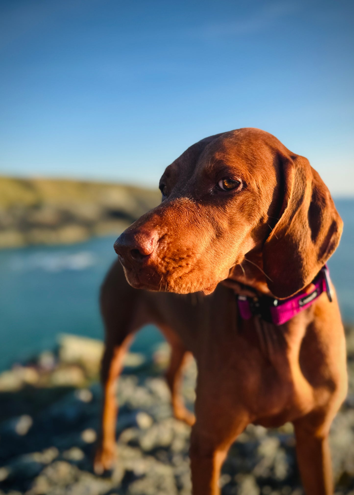 Alpenglow, Mammut® Handsfree Climbing Rope Dog Lead
